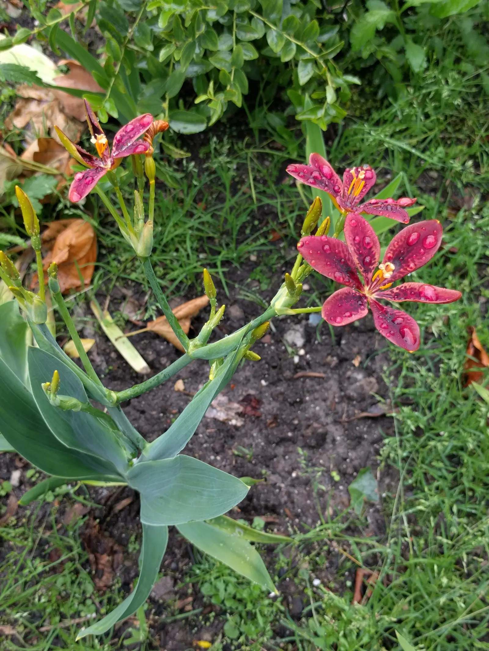 Blackberry Lily (Iris Domestica) — a perennial with sword-like leaves