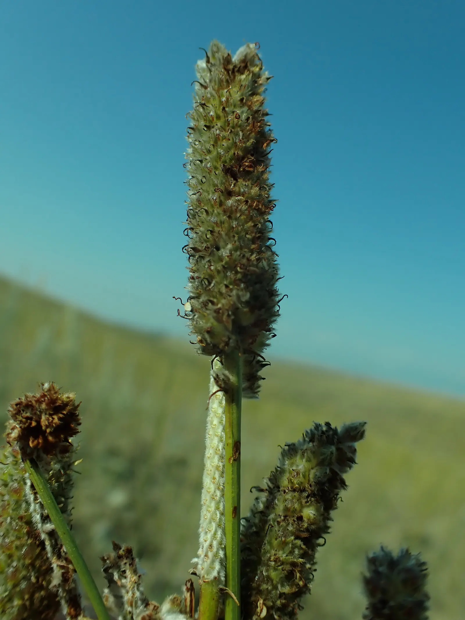 Purple Prairie Clover (Dalea Purpurea) — is a charming perennial that graces landscapes with its unique feathery spikes of vibrant purple flowers