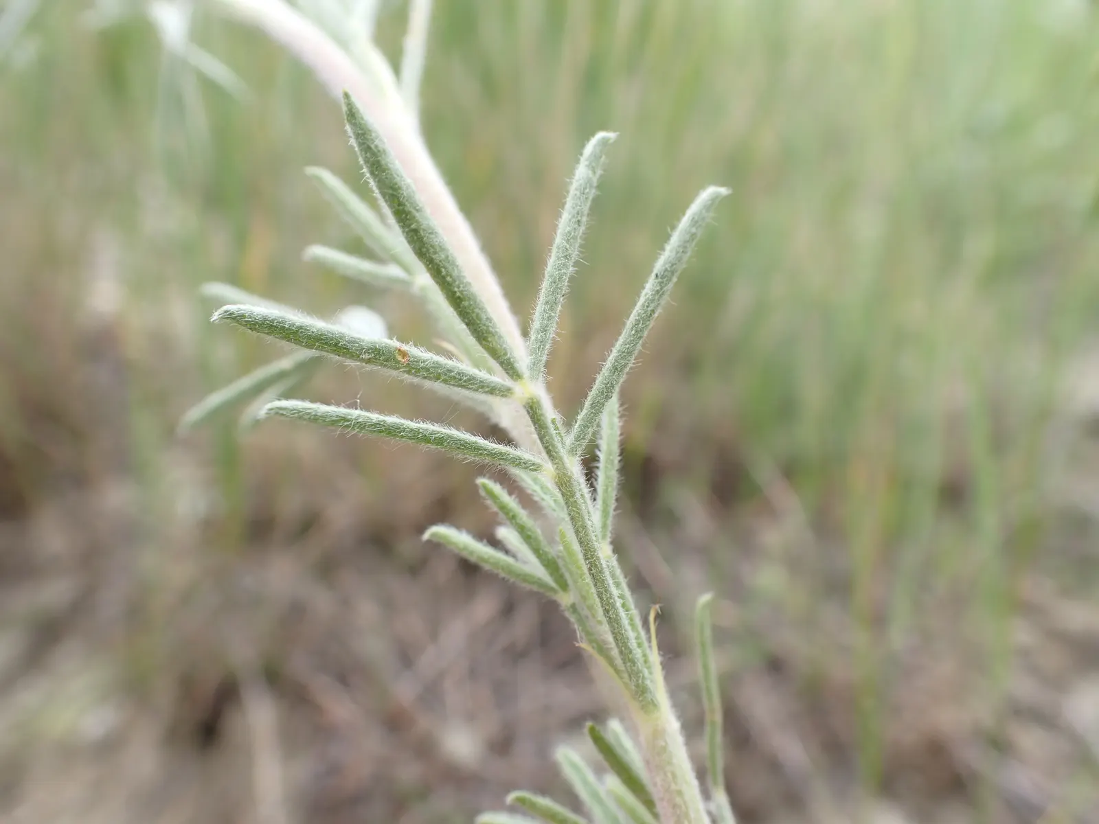 Purple Prairie Clover (Dalea Purpurea) — Hardy in Zones 3-8, minimum spacing of 18 inches recommended; particularly butterflies and bees