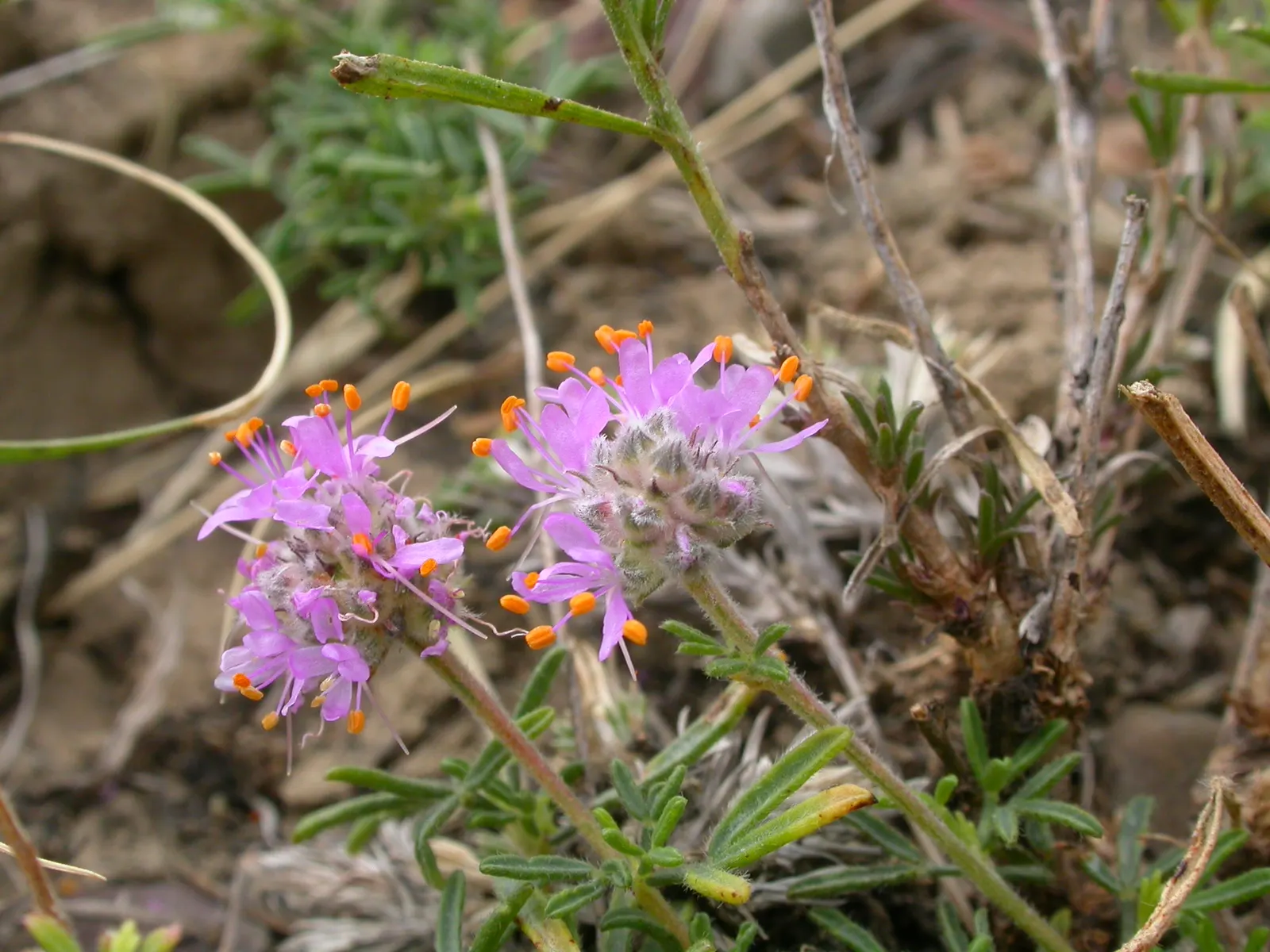 Purple Prairie Clover (Dalea Purpurea) — Purple Prairie Clover (Dalea purpurea) enchants with feathery; its deep taproot withstands drought, while
