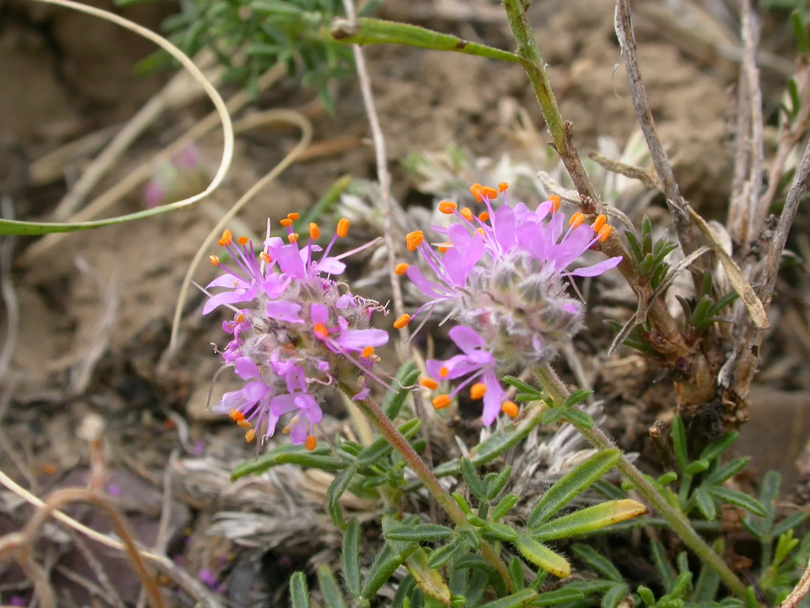 Purple Prairie Clover (Dalea Purpurea) — consider groupings or mass plantings for a dramatic visual impact; requiring minimal attention once established