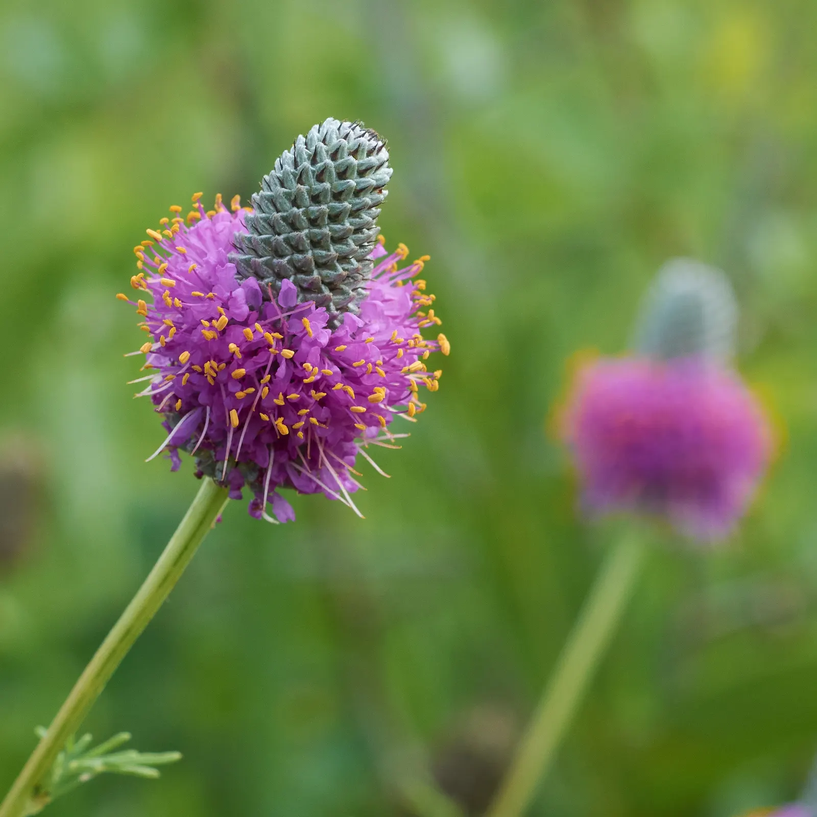 Purple Prairie Clover (Dalea Purpurea) — shrub with purple blooms; when incorporating this plant into your landscaping project