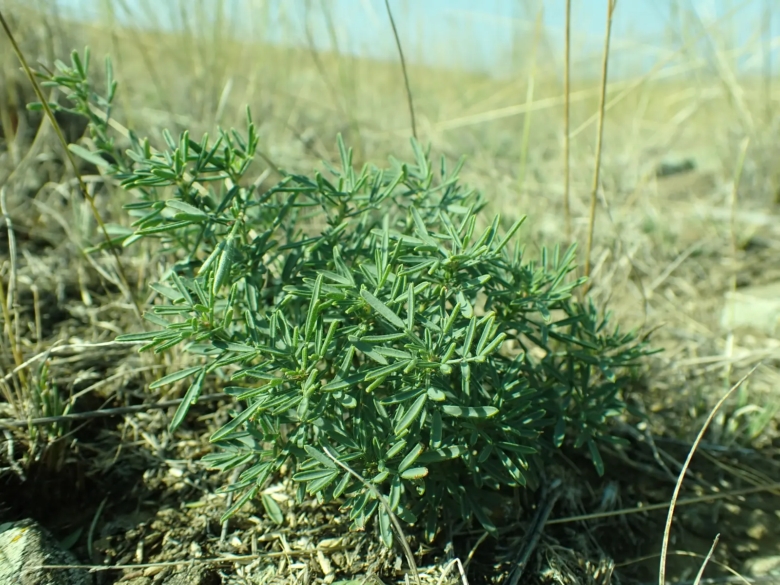 Purple Prairie Clover (Dalea Purpurea) — making it an ideal choice for xeriscaping and low-maintenance landscaping designs