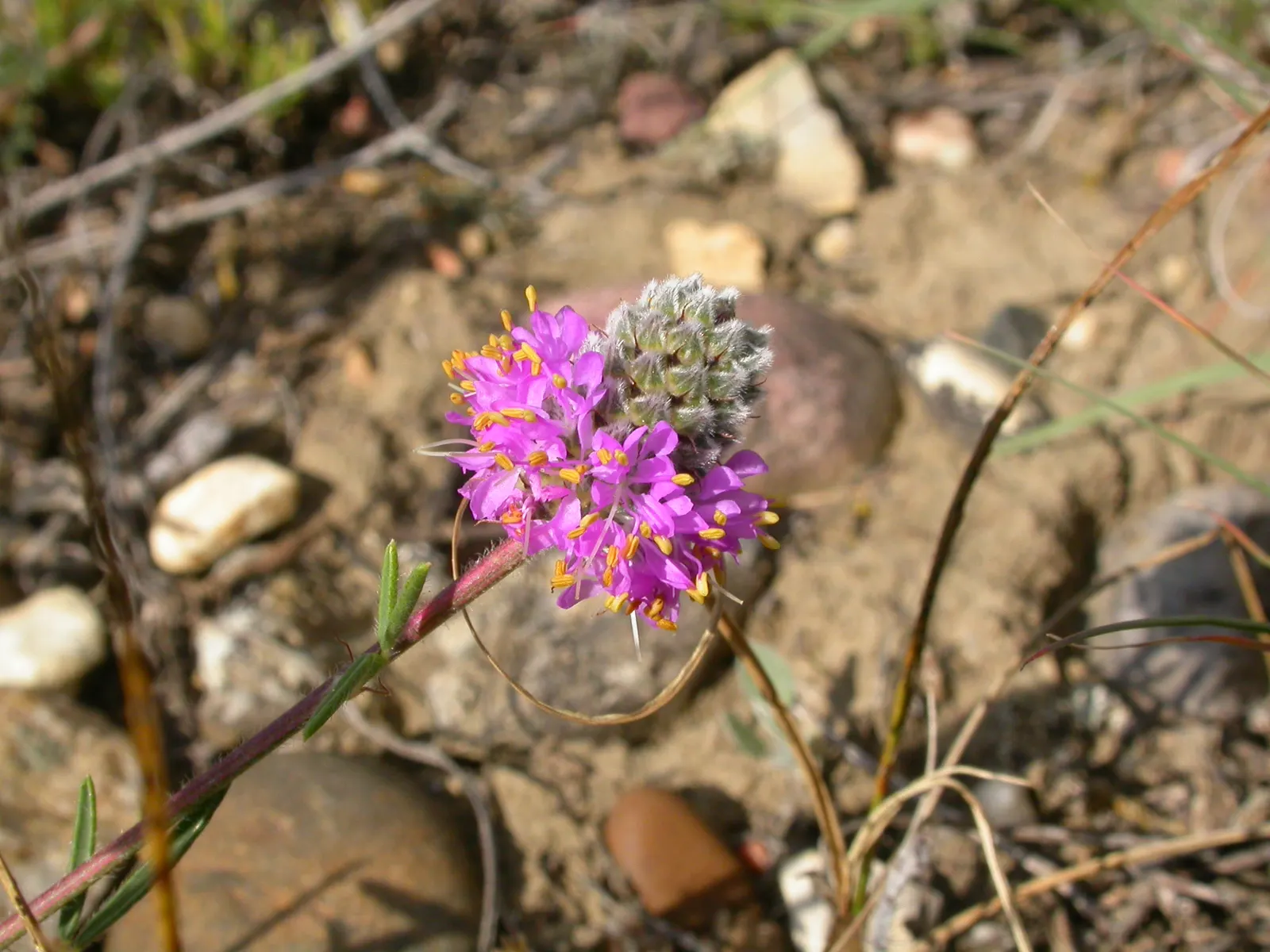 Purple Prairie Clover (Dalea Purpurea) — purple flowers in the garden; making it an ideal choice for xeriscaping and low-maintenance landscaping designs