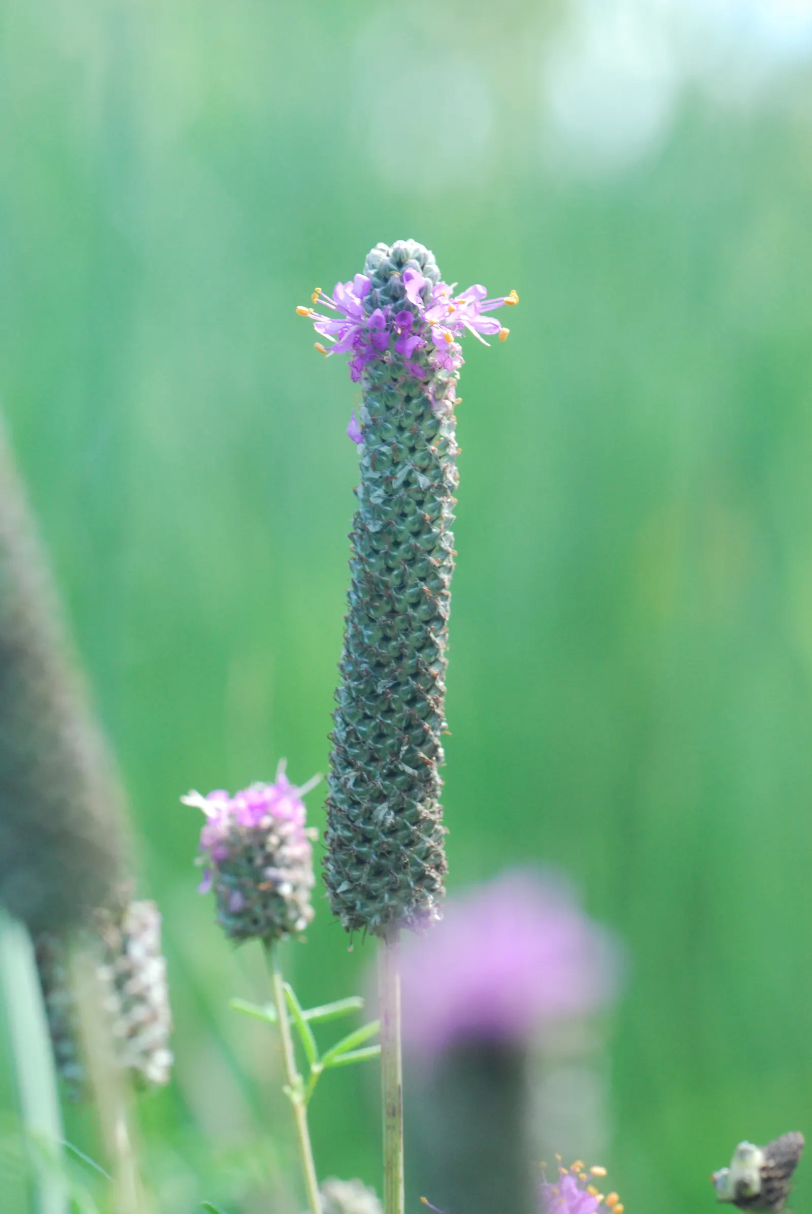 Purple Prairie Clover (Dalea Purpurea) — This hardy perennial thrives in full sun, preferring well-drained soils; this deep-rooted legume is also, image 65