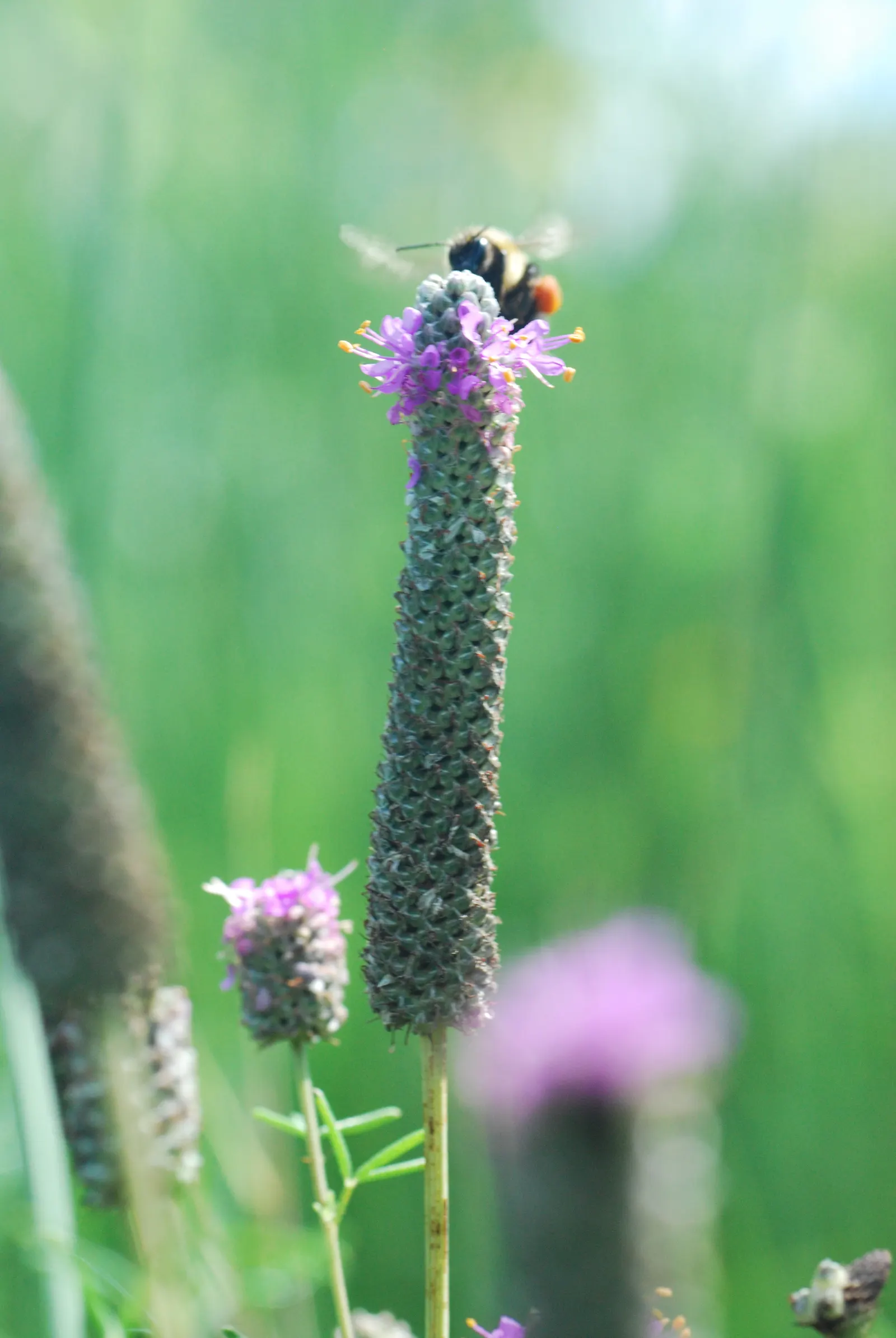 Purple Prairie Clover (Dalea Purpurea) — Remember to space these plants approximately 12 to 24 inches apart
