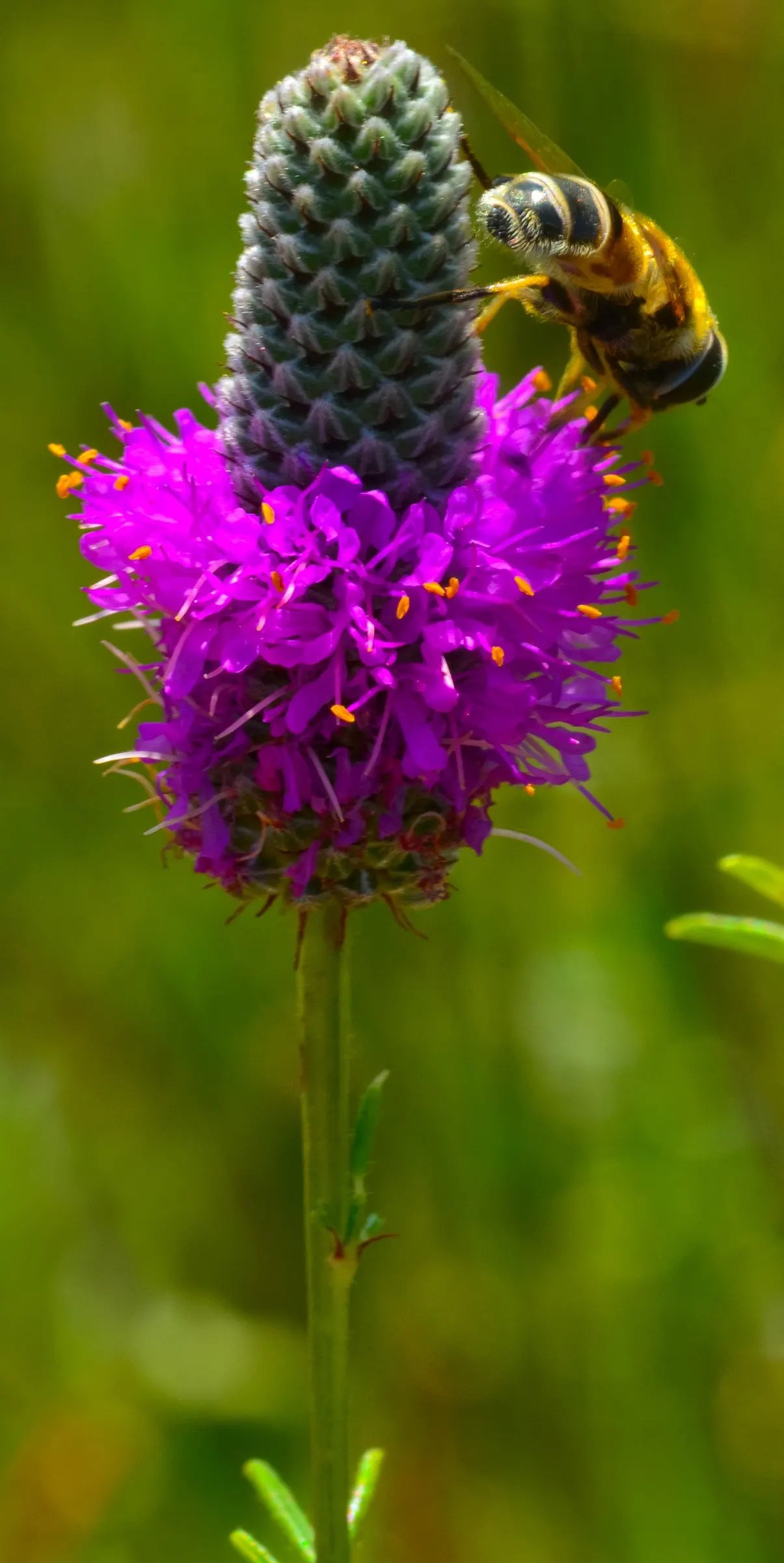 Purple Prairie Clover (Dalea Purpurea) — pinnate foliage adds an airy, image 47