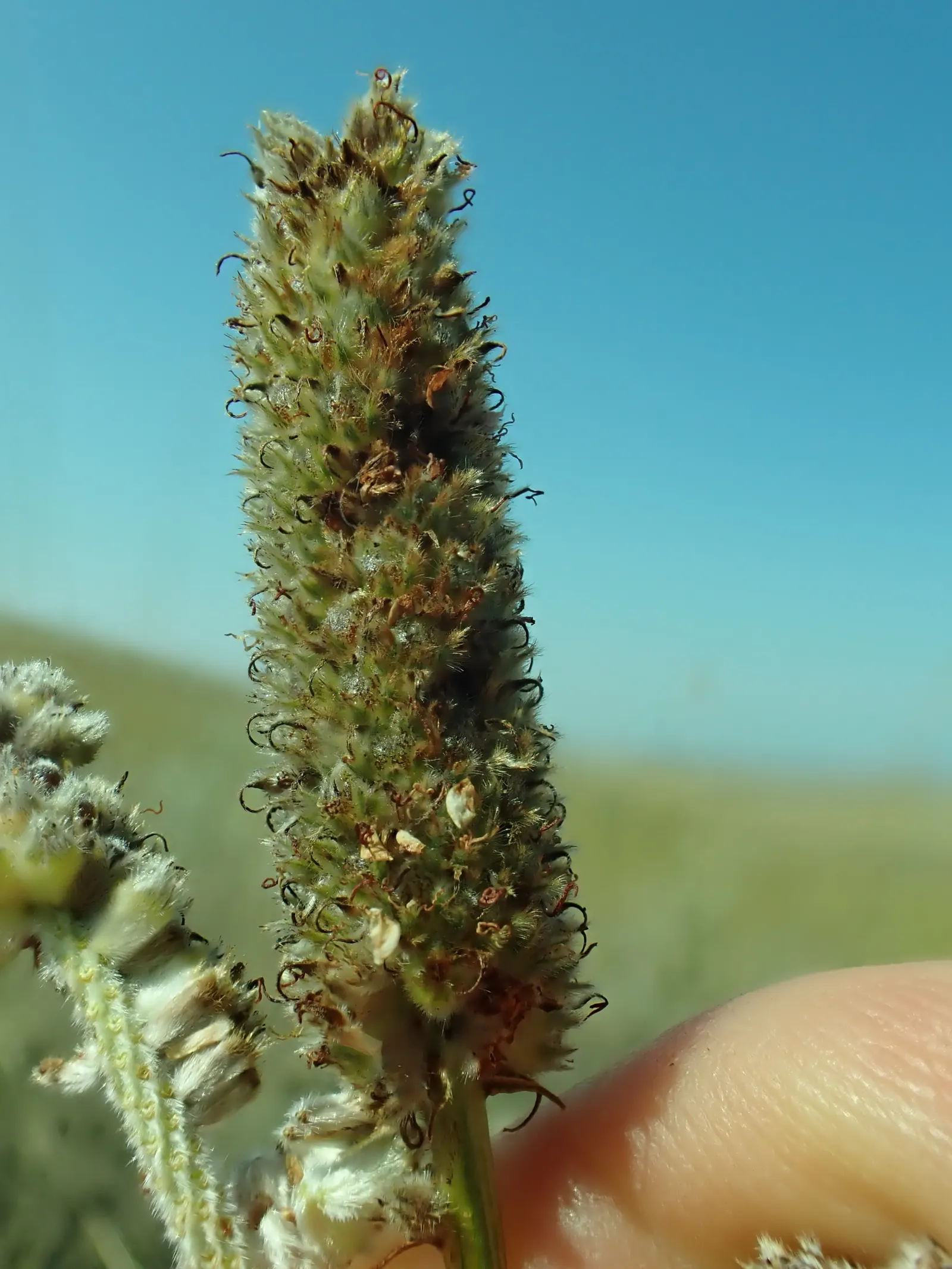 Purple Prairie Clover (Dalea Purpurea) — the Purple Prairie Clover is low-fuss
