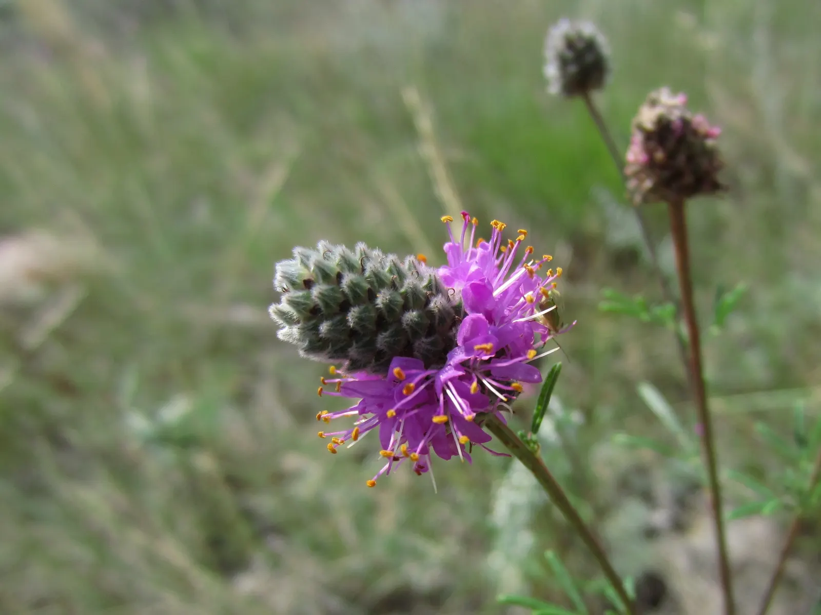 Purple Prairie Clover (Dalea Purpurea) — Adds vibrant texture to meadows, native gardens, and borders; known botanically as Dalea purpurea