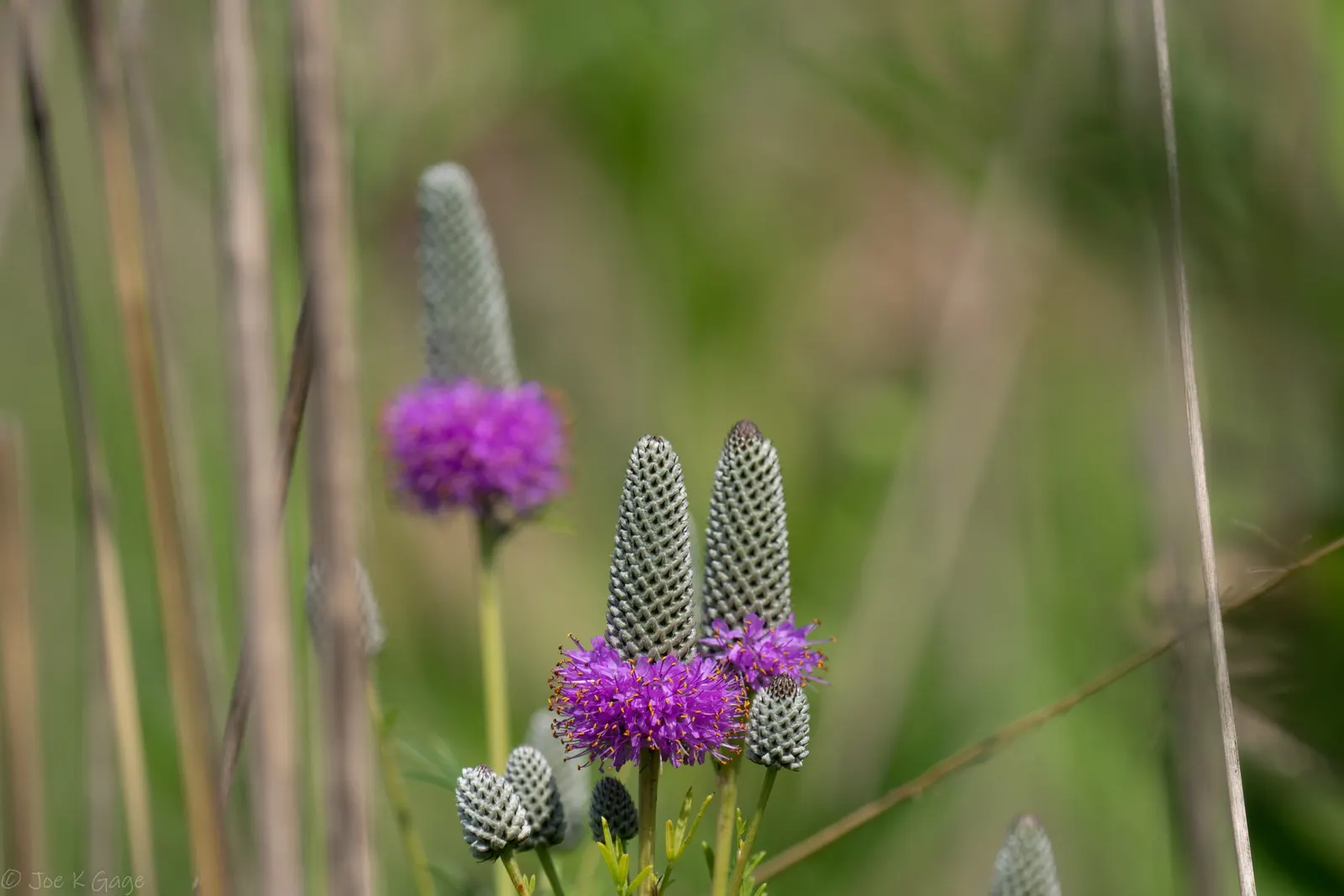 Purple Prairie Clover (Dalea Purpurea) — shrub for full; with no significant pest or disease issues