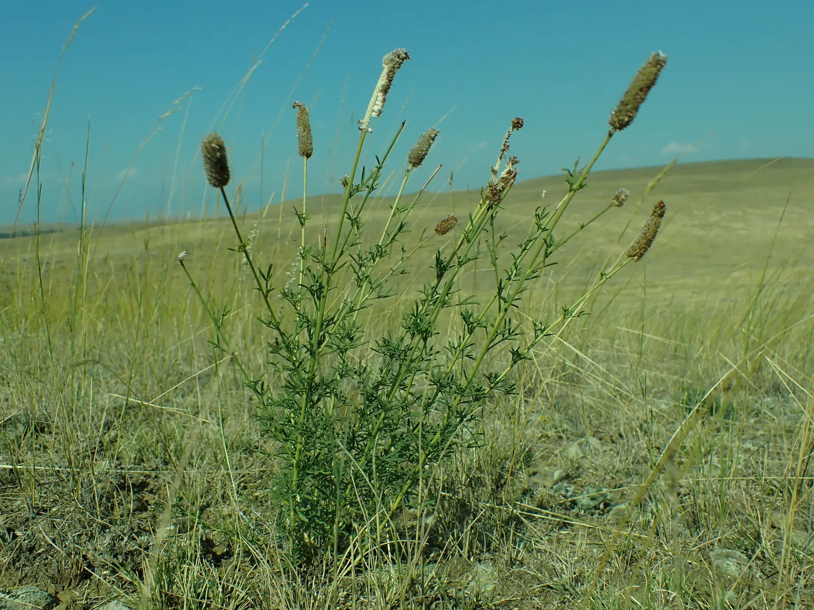 Purple Prairie Clover (Dalea Purpurea) — particularly butterflies and bees