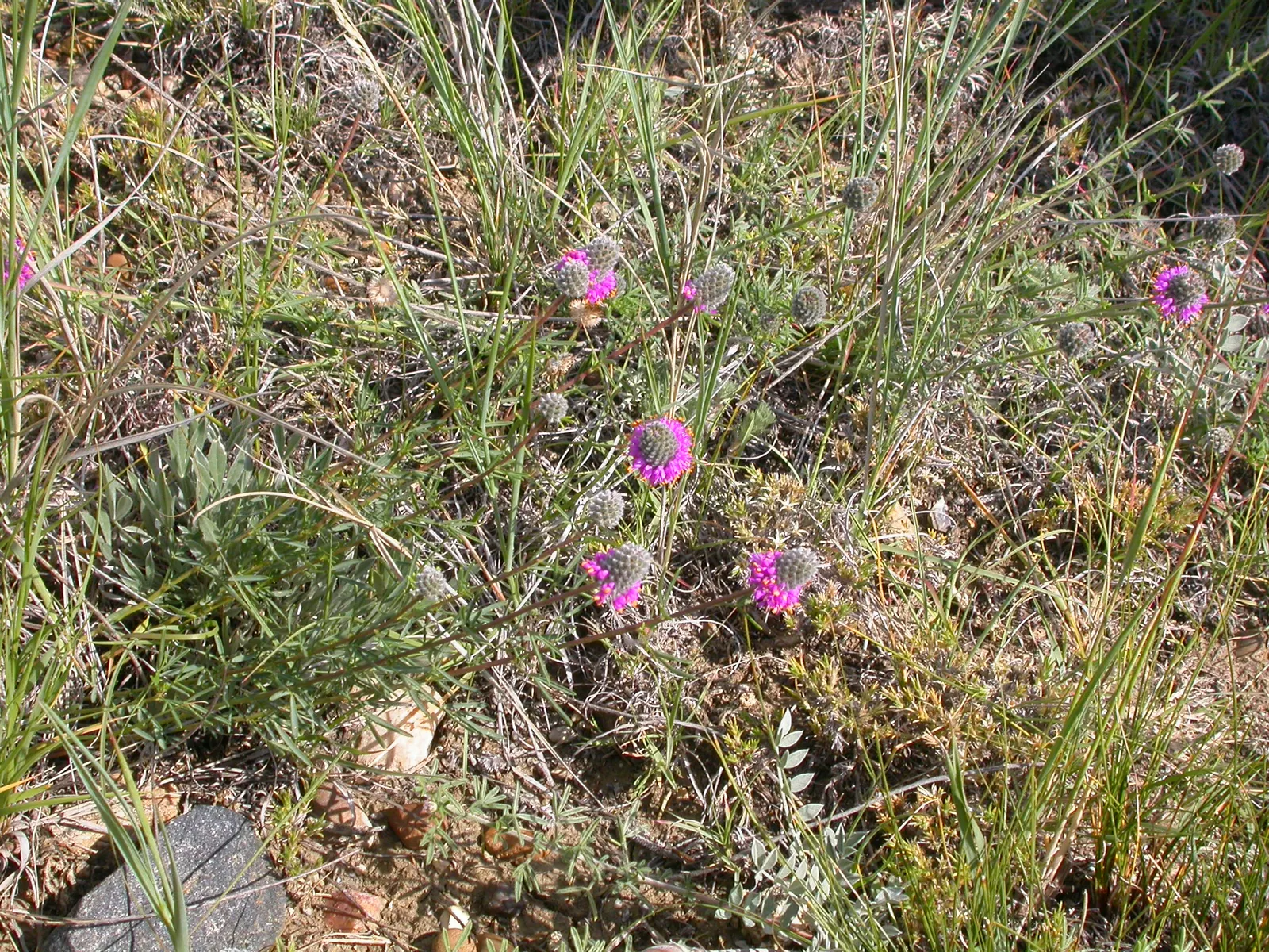 Purple Prairie Clover (Dalea Purpurea) — particularly butterflies and bees; is a charming perennial that graces landscapes with its unique feathery spikes of