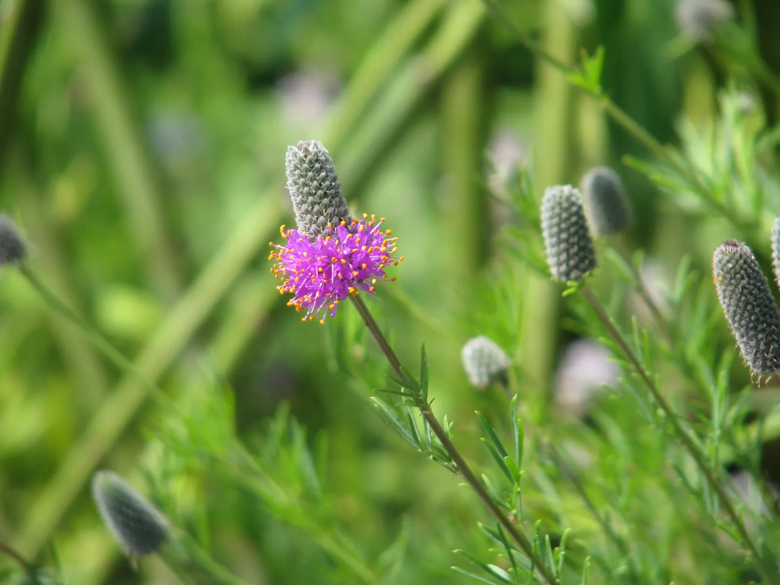 Purple Prairie Clover (Dalea Purpurea) — this clover thrives in full sun and is well-adapted to dry