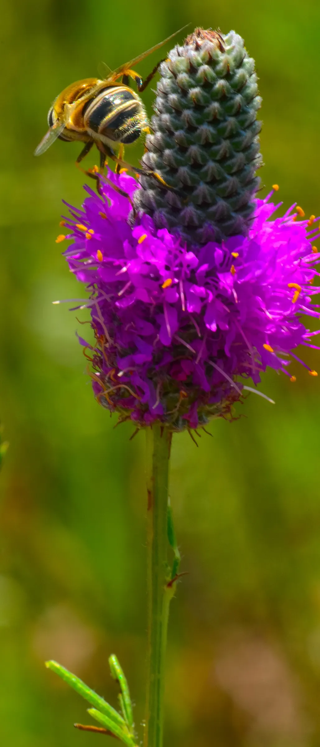 Purple Prairie Clover (Dalea Purpurea) — cone-shaped blooms in radiant purple; with a spread of approximately 0.5 to 1 feet, image 64