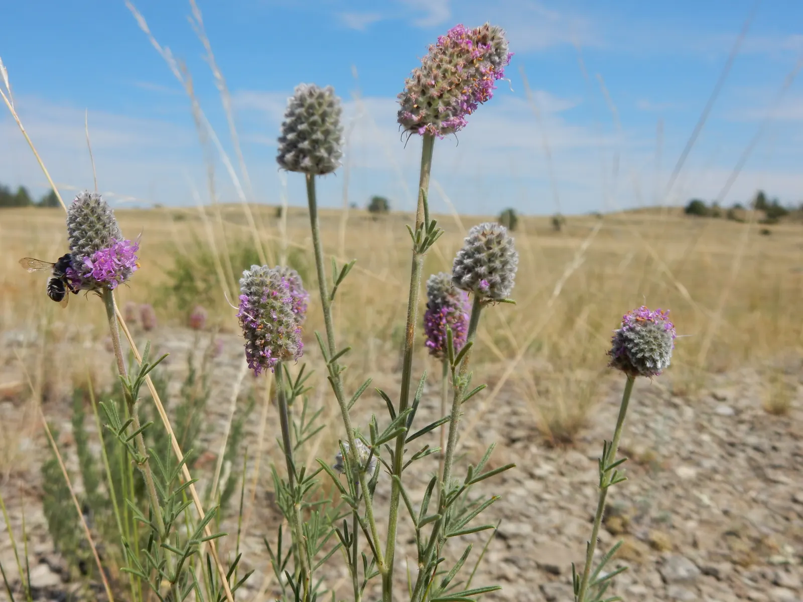 Purple Prairie Clover (Dalea Purpurea) — is a charming perennial that graces landscapes with its unique feathery spikes of vibrant purple flowers, image 71