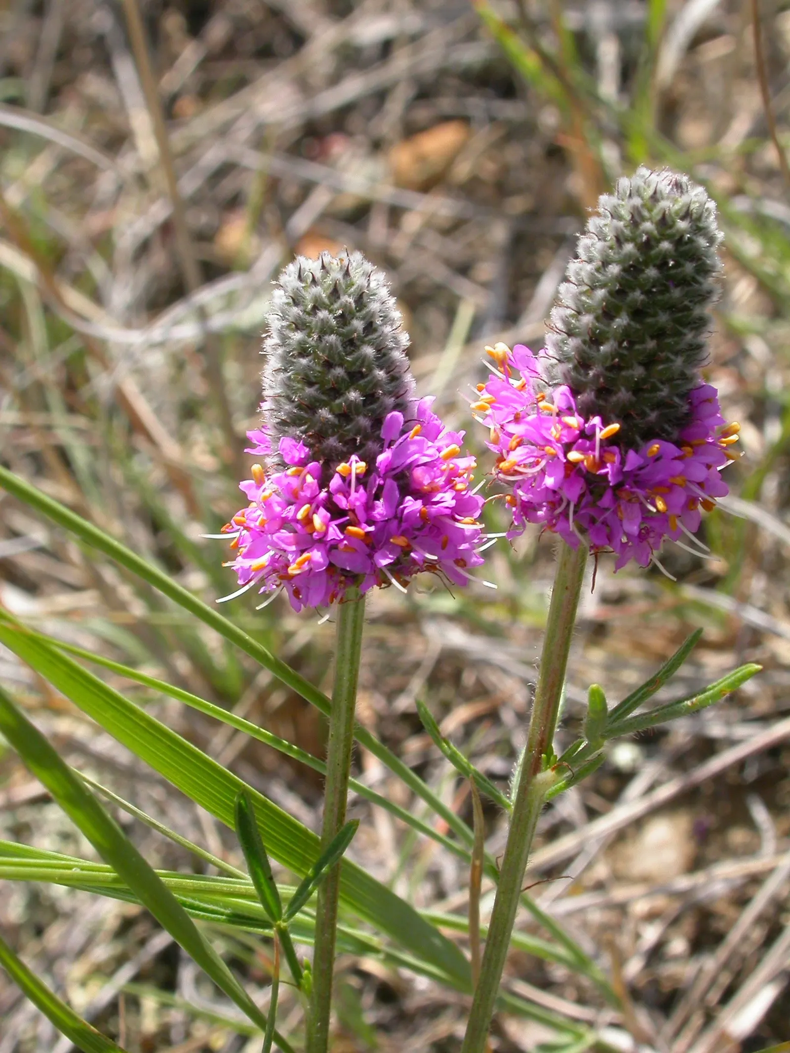Purple Prairie Clover (Dalea Purpurea) — purple flowers in the garden