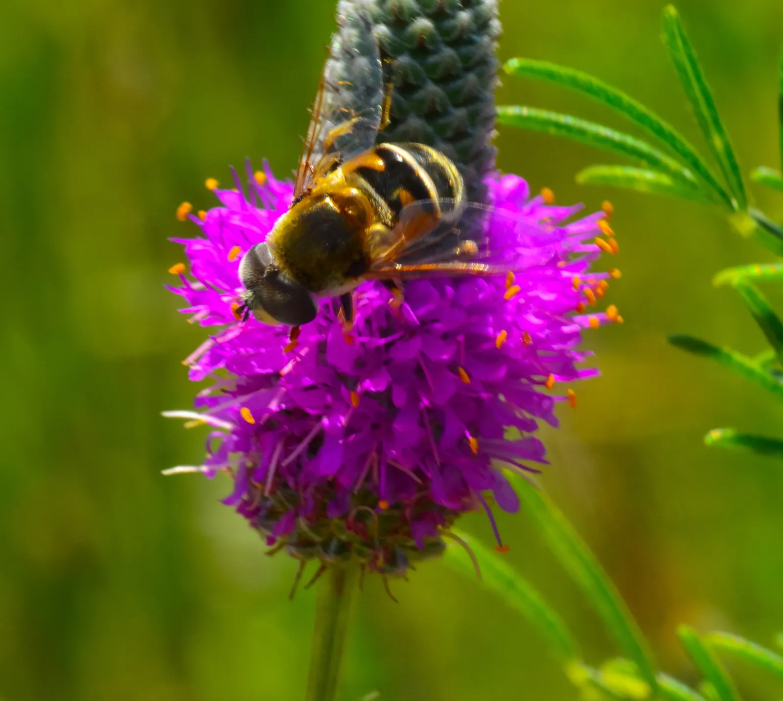 Purple Prairie Clover (Dalea Purpurea) — This North American native blooms profusely from early to mid-summer; bloom time spans early summer to early fall