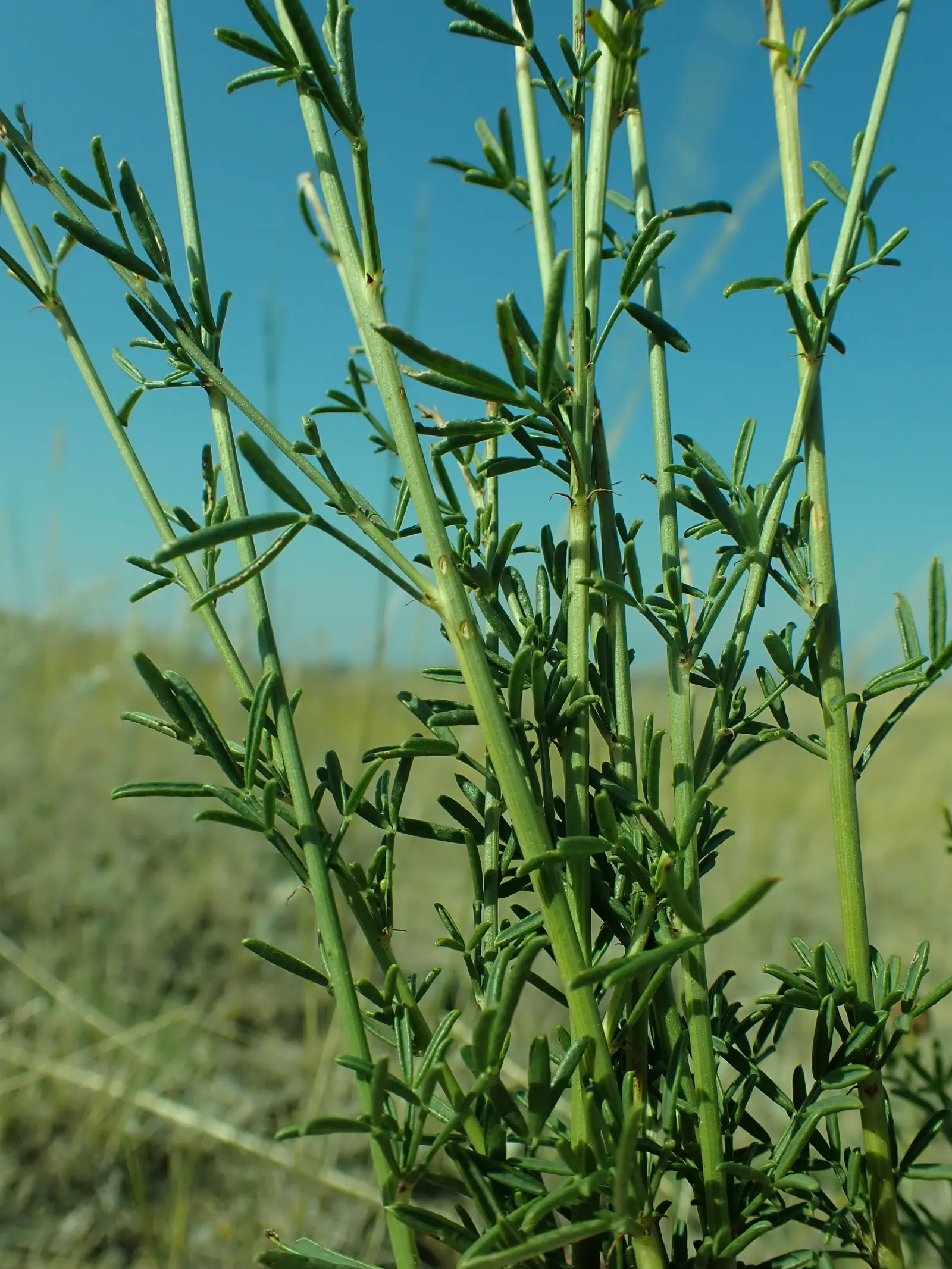 Purple Prairie Clover (Dalea Purpurea) — Its deep taproot withstands drought, while nitrogen-fixing abilities enrich soils