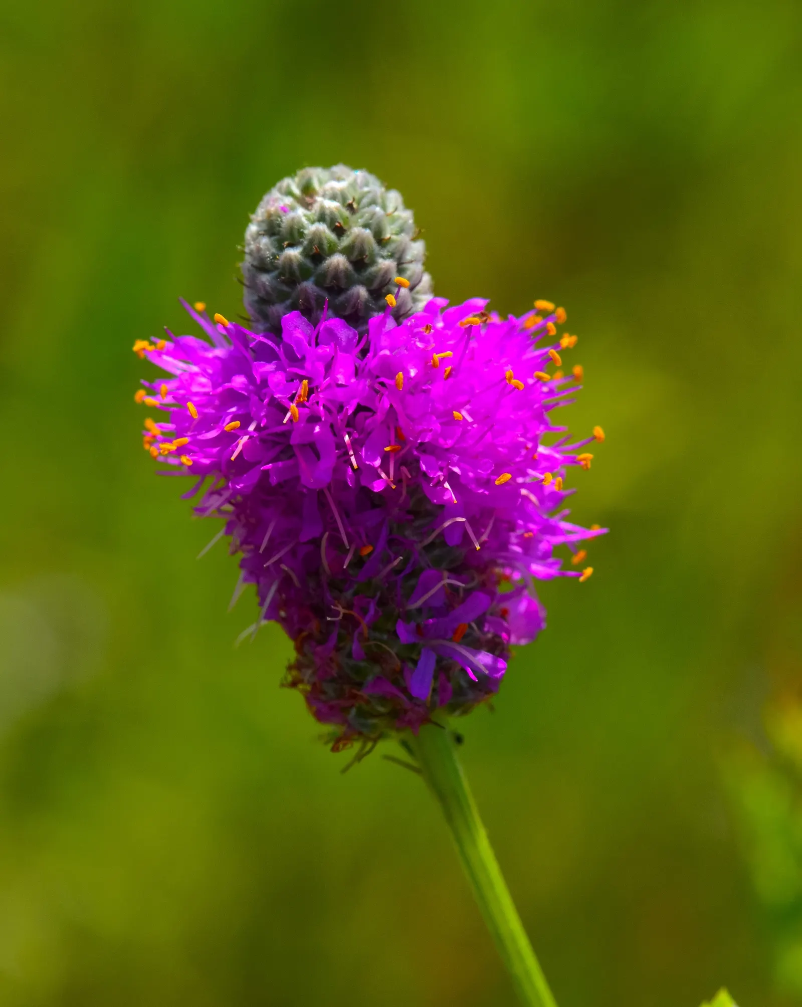Purple Prairie Clover (Dalea Purpurea) — requiring minimal attention once established