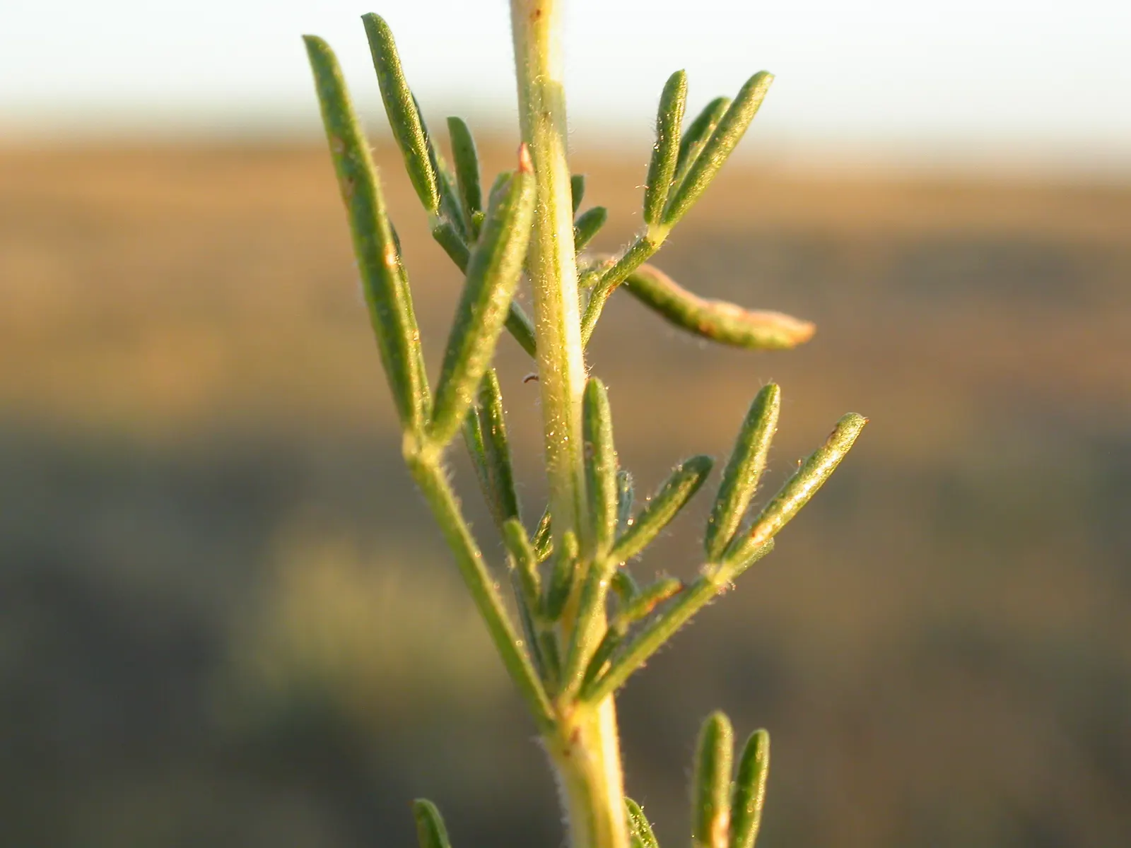 Purple Prairie Clover (Dalea Purpurea) — known botanically as Dalea purpurea; consider groupings or mass plantings for a dramatic visual impact, image 70
