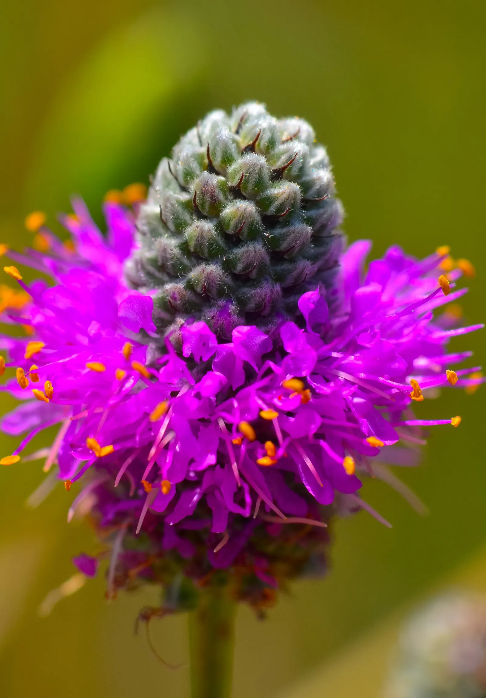 Purple Prairie Clover (Dalea Purpurea) — delicate texture to its surroundings; or intersperse it among grasses and other flowering perennials for a charming