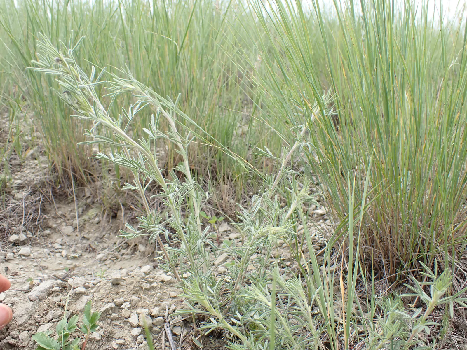 Purple Prairie Clover (Dalea Purpurea) — Dalea purpurea tolerates a range of temperatures and soil conditions; it is remarkably drought-resistant once