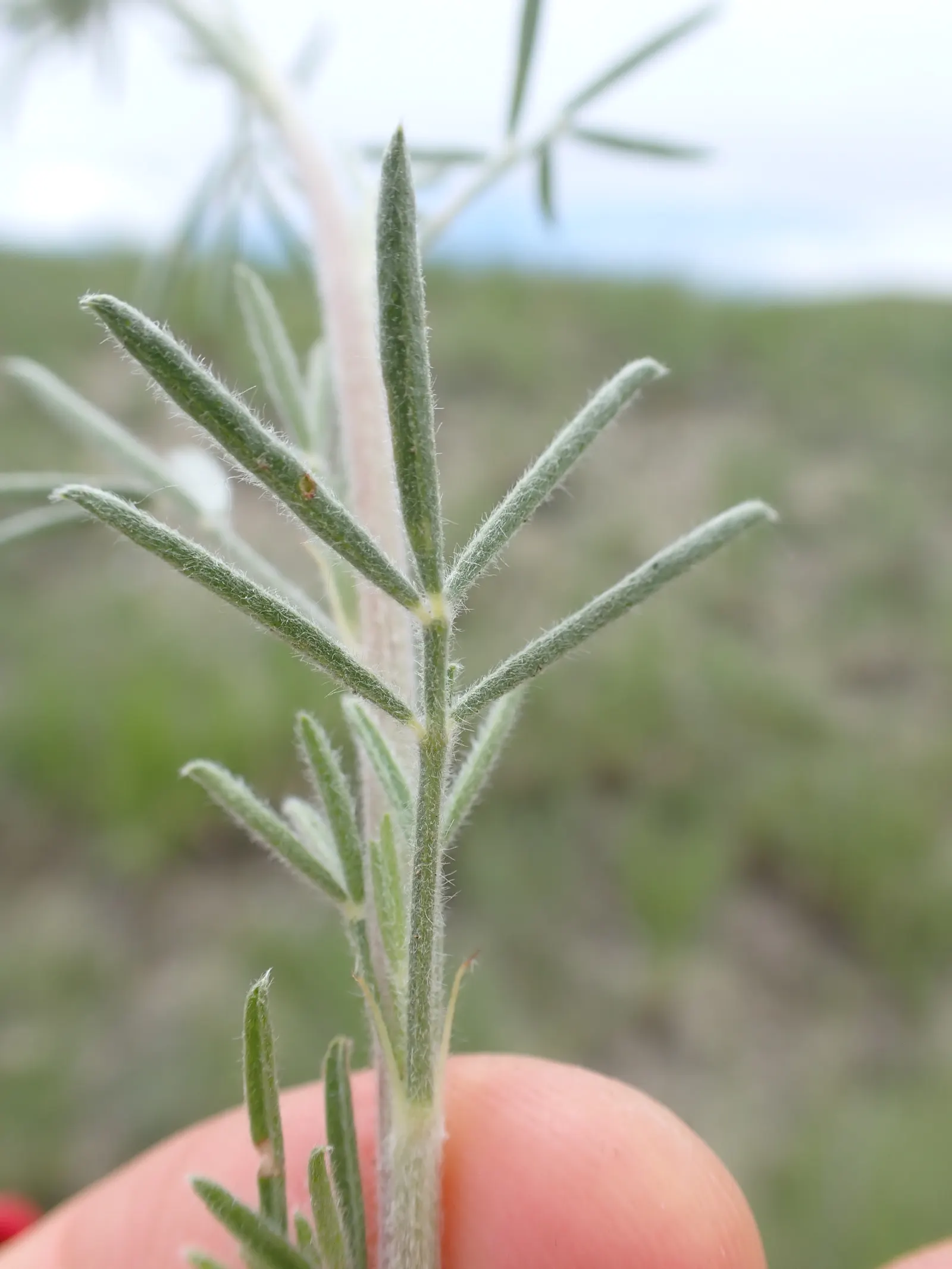 Purple Prairie Clover (Dalea Purpurea) — shrub for full