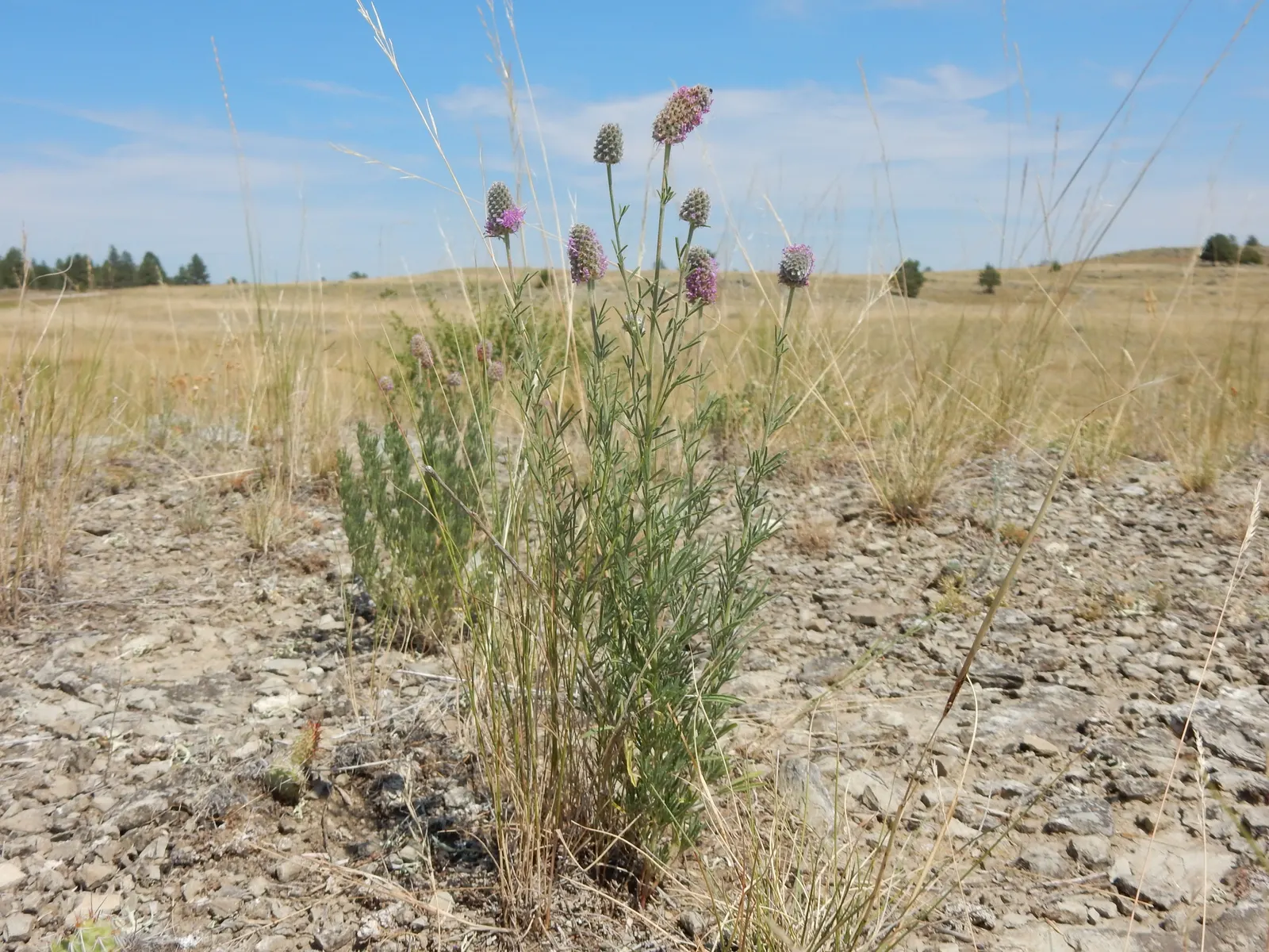 Purple Prairie Clover (Dalea Purpurea) — Bloom time spans early summer to early fall, attracting pollinators