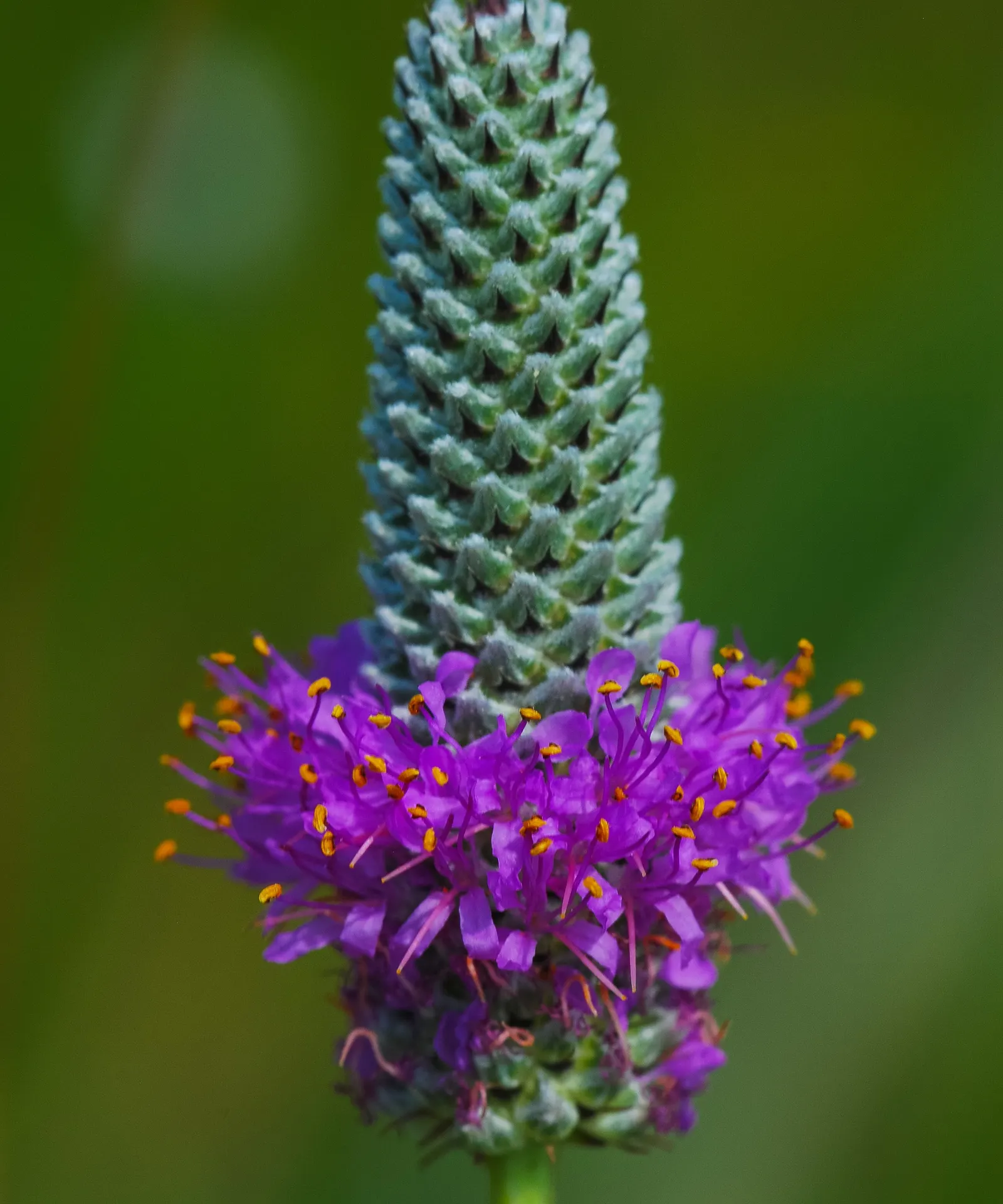 Purple Prairie Clover (Dalea Purpurea) — This deep-rooted legume is also valued for its ability to fix nitrogen in the soil