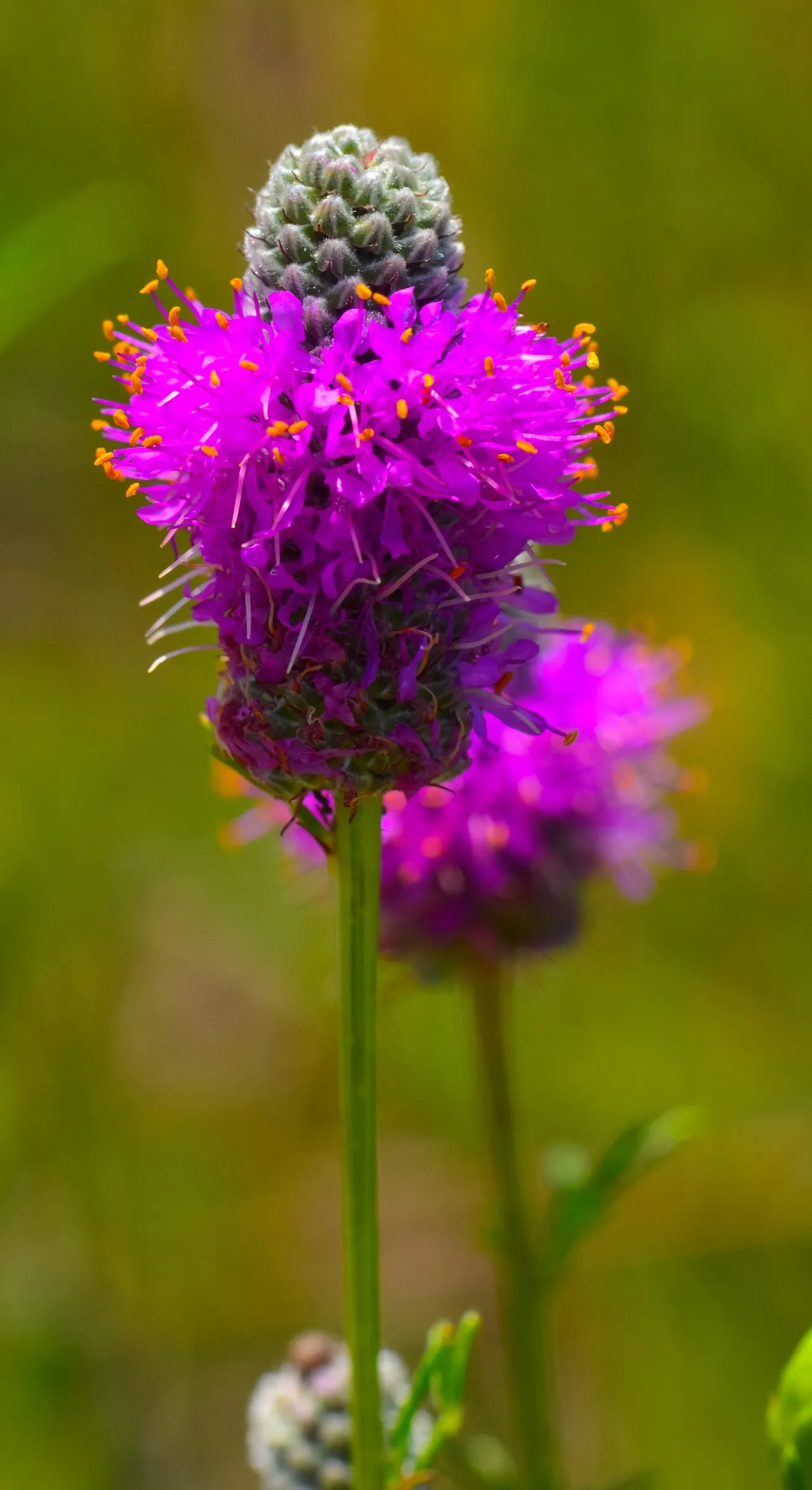 Purple Prairie Clover (Dalea Purpurea) — requiring minimal attention once established; shrub for full
