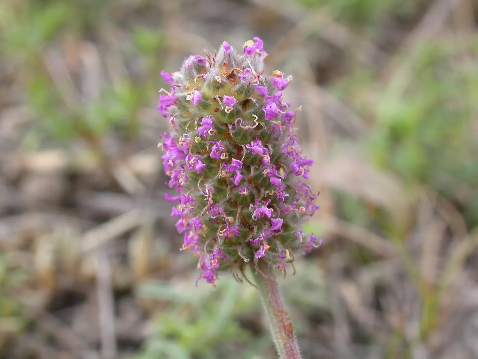 Purple Prairie Clover (Dalea Purpurea) — known botanically as Dalea purpurea