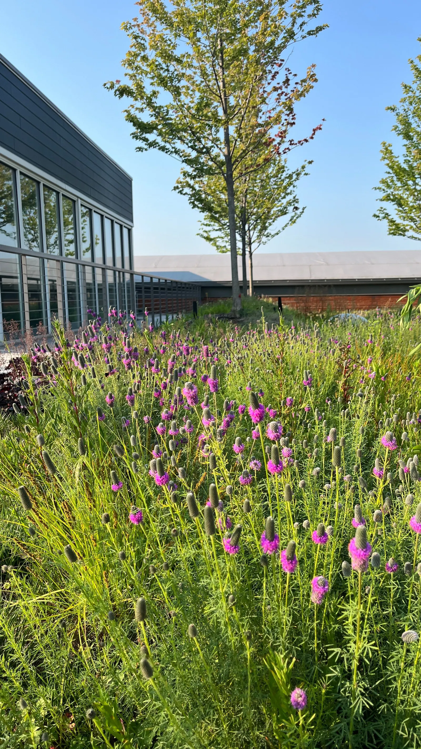 Purple Prairie Clover (Dalea Purpurea) — Its deep taproot withstands drought, while nitrogen-fixing abilities enrich soils; to allow sufficient, image 66