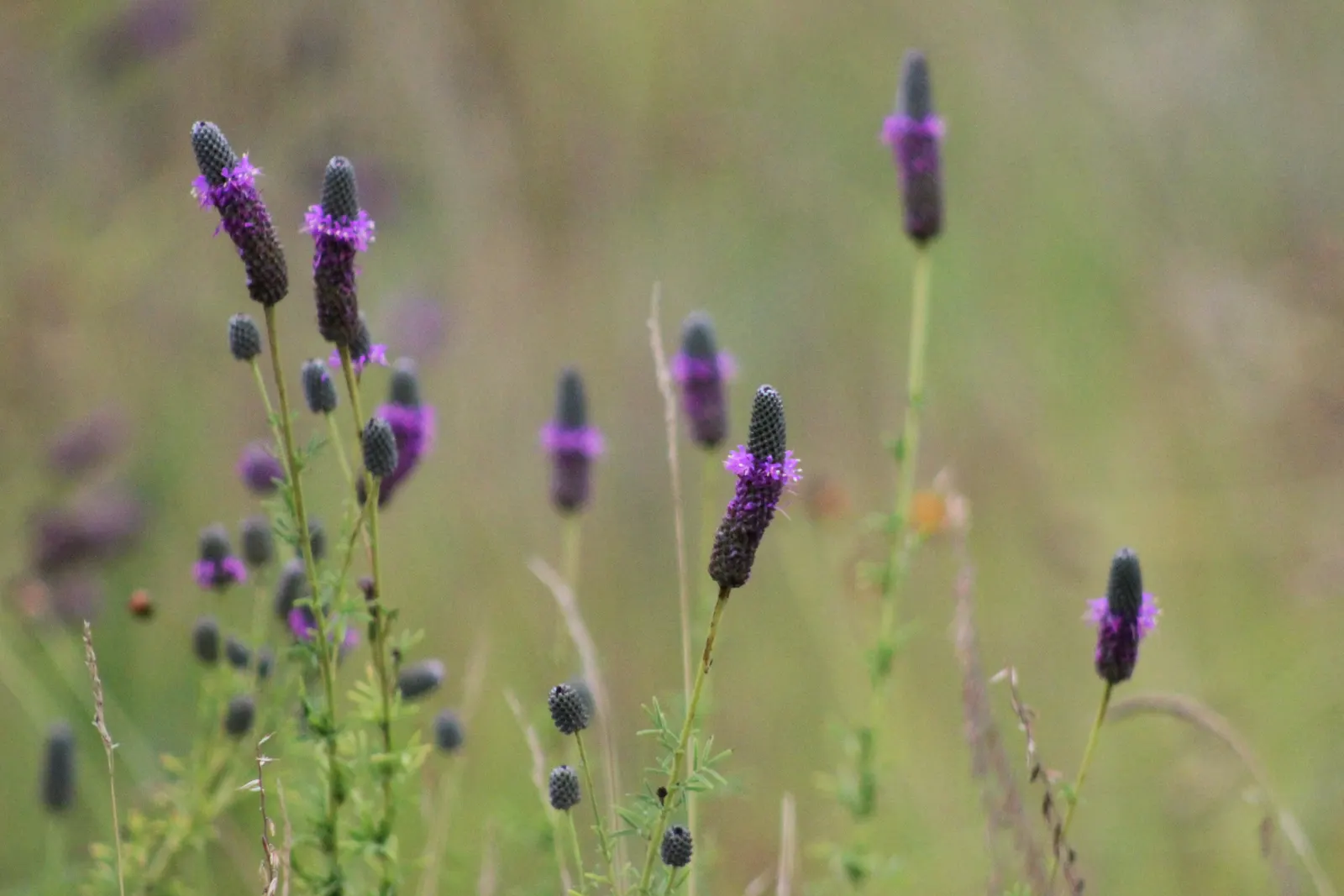 Purple Prairie Clover (Dalea Purpurea) — This hardy perennial thrives in full sun, preferring well-drained soils