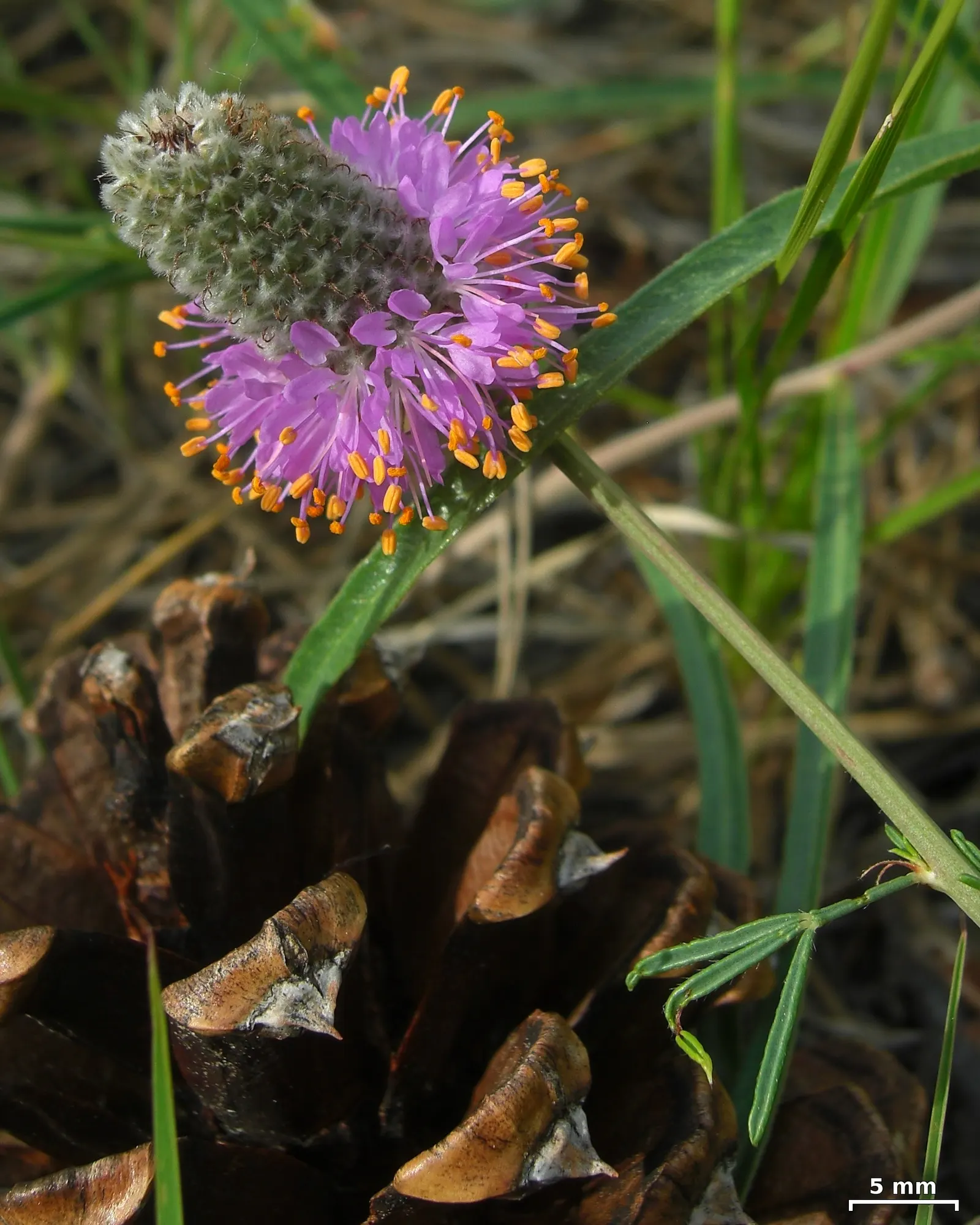 Purple Prairie Clover (Dalea Purpurea) — Hardy in Zones 3-8, minimum spacing of 18 inches recommended