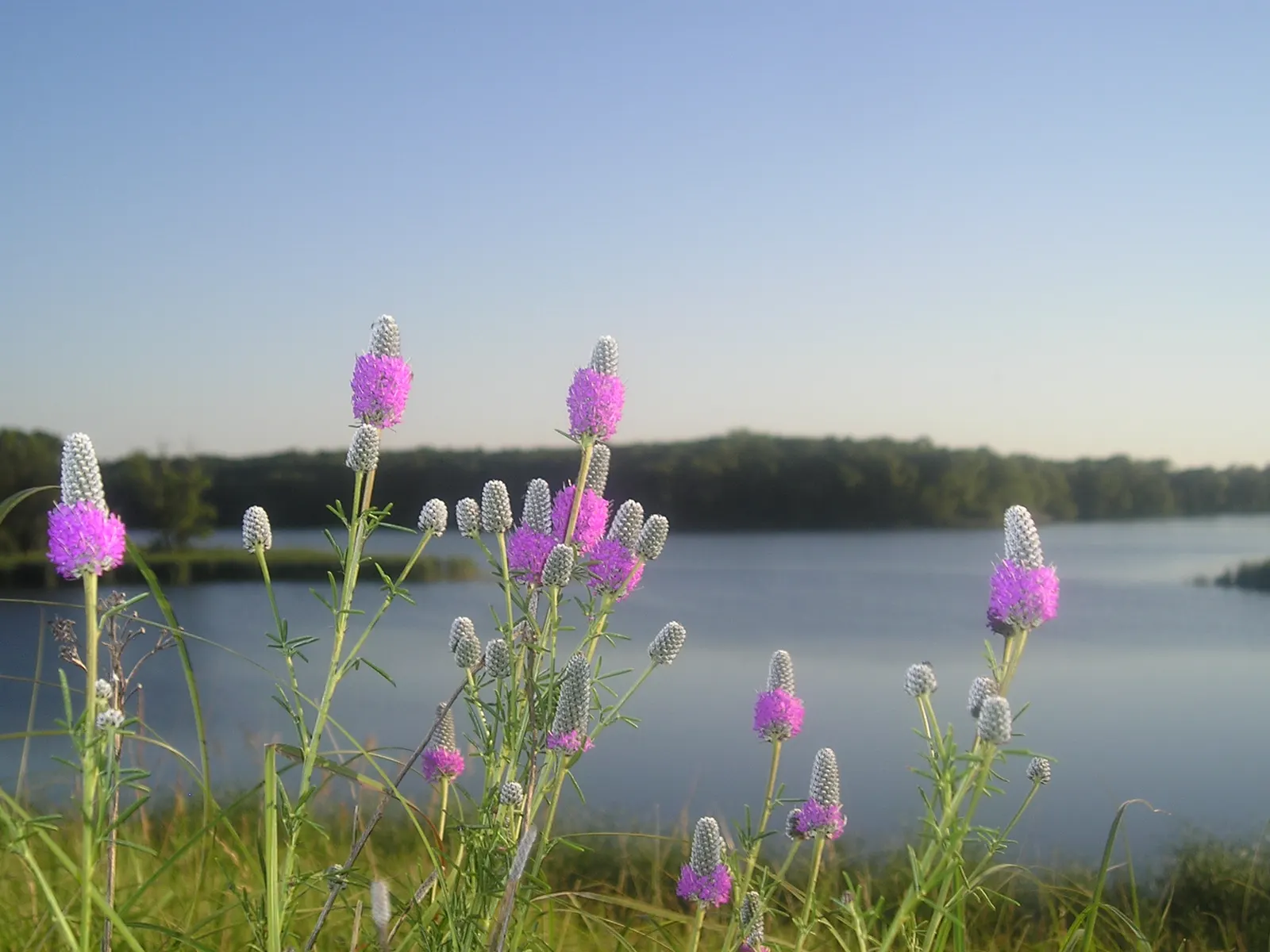Purple Prairie Clover (Dalea Purpurea) — with a spread of approximately 0.5 to 1 feet