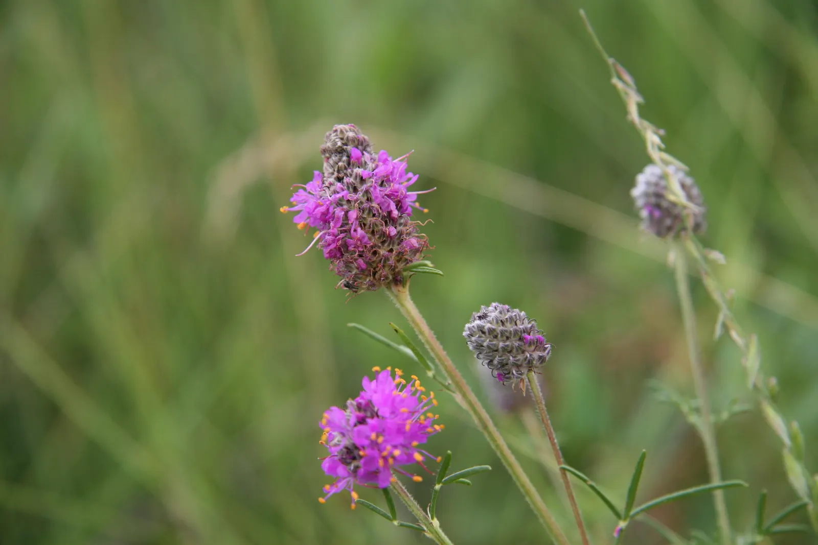 Purple Prairie Clover (Dalea Purpurea) — with no significant pest or disease issues; hardy in Zones 3-8, minimum spacing of 18 inches recommended
