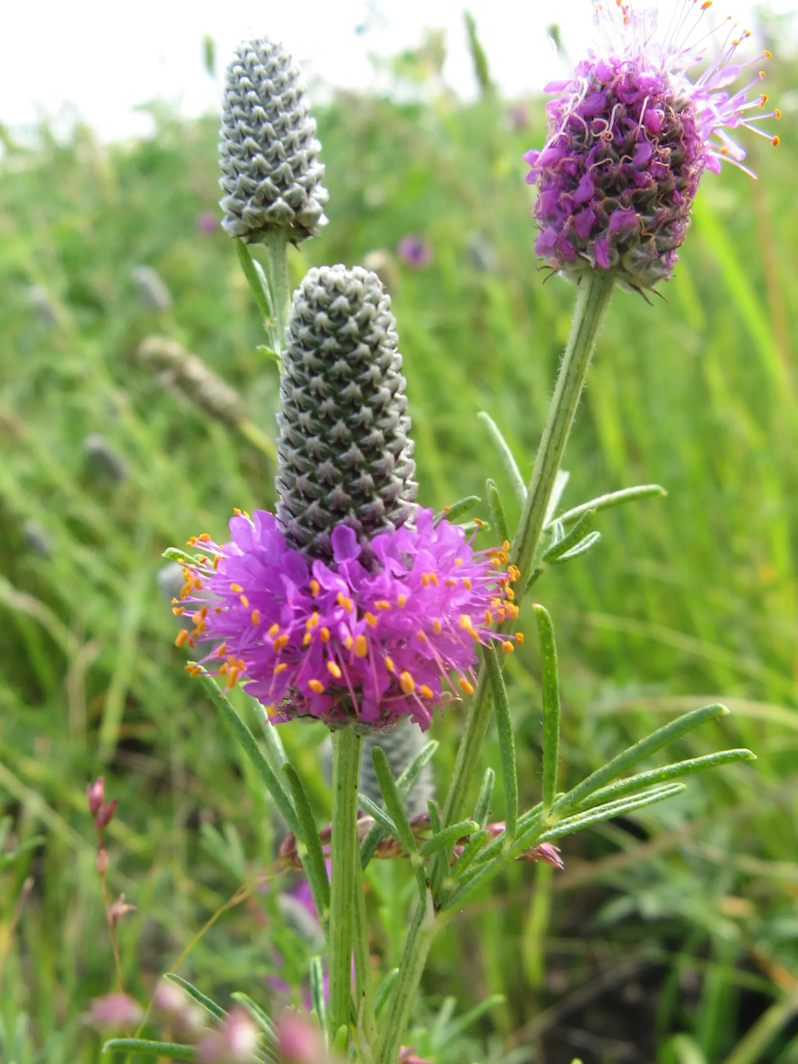 Purple Prairie Clover (Dalea Purpurea) — Adds vibrant texture to meadows, native gardens, and borders; known botanically as Dalea purpurea, image 68