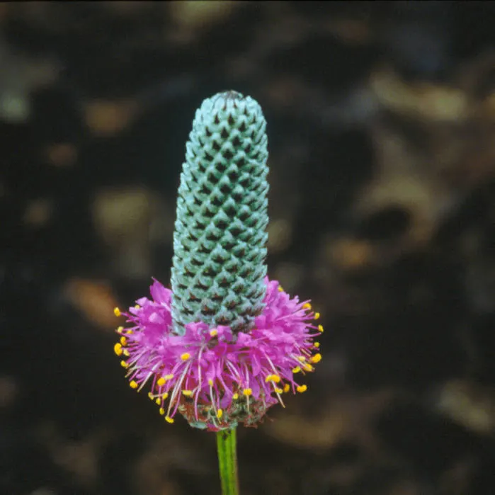 Purple Prairie Clover (Dalea Purpurea) — Purple Prairie Clover (Dalea purpurea) enchants with feathery; its deep taproot withstands drought, while, image 63