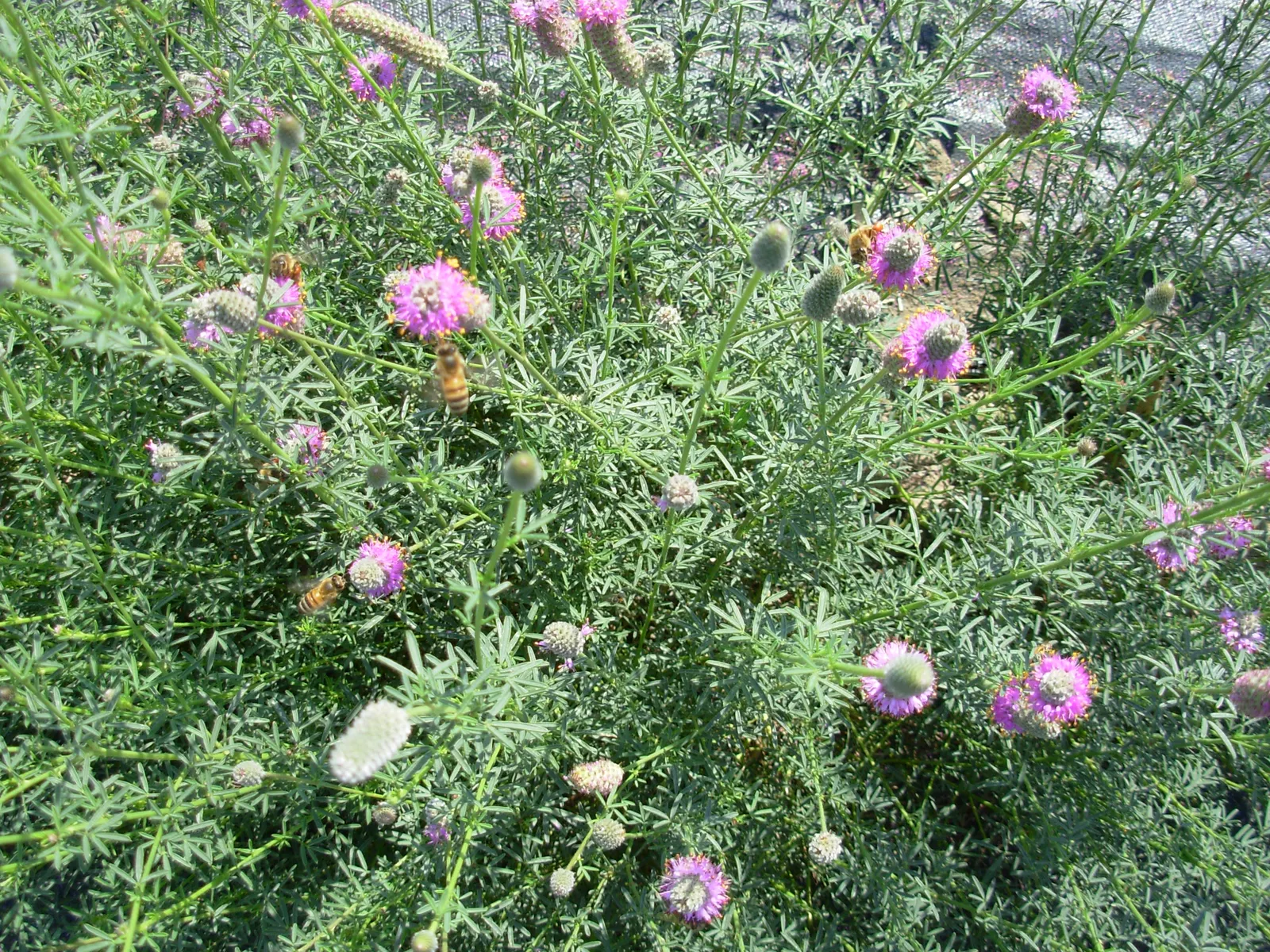 Purple Prairie Clover (Dalea Purpurea) — It is remarkably drought-resistant once established; the Purple Prairie Clover is low-fuss
