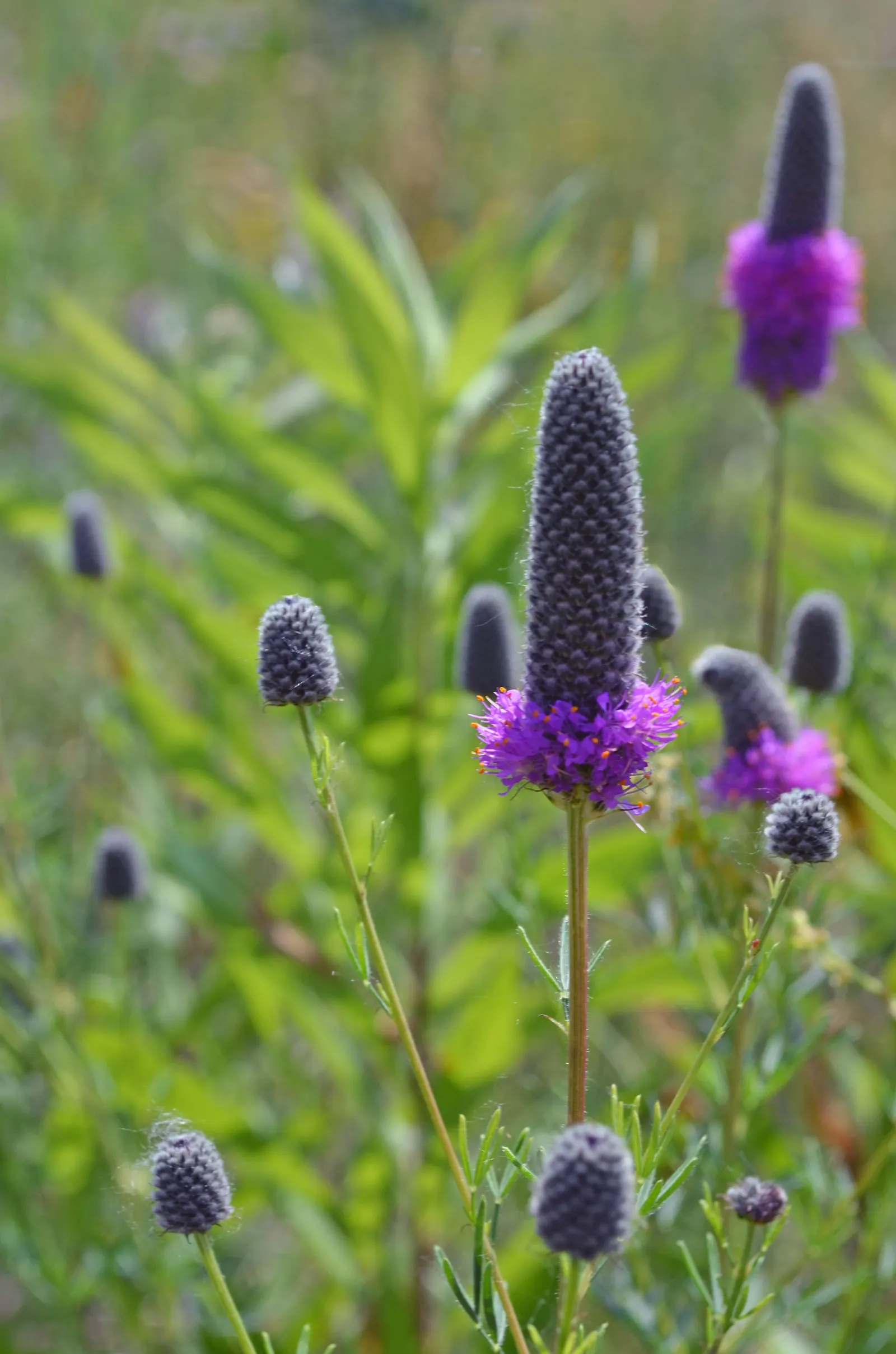 Purple Prairie Clover (Dalea Purpurea) — the Purple Prairie Clover is low-fuss; remember to space these plants approximately 12 to 24 inches apart