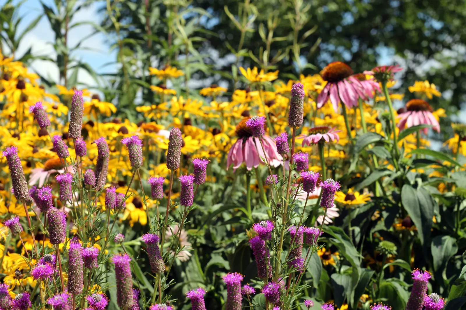 Purple Prairie Clover (Dalea Purpurea) — Dalea purpurea tolerates a range of temperatures and soil conditions