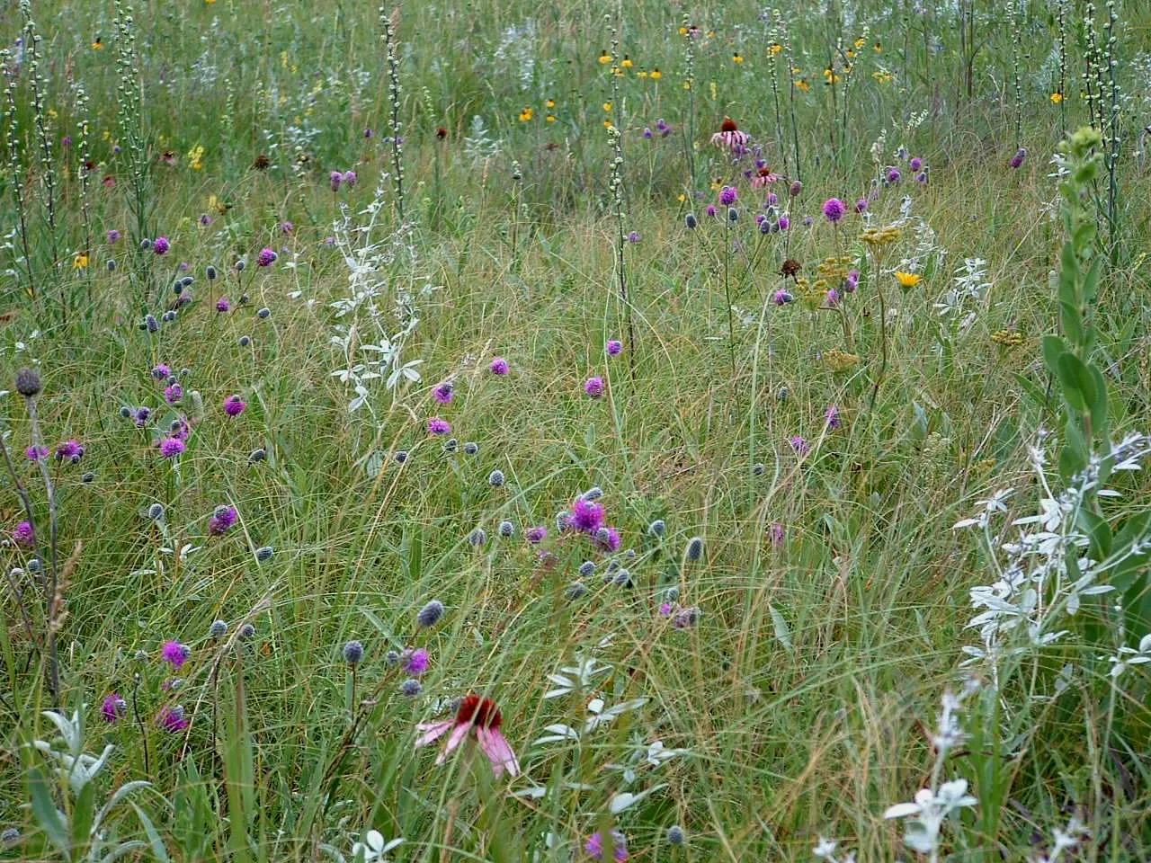 Purple Prairie Clover (Dalea Purpurea) — Adds vibrant texture to meadows, native gardens, and borders