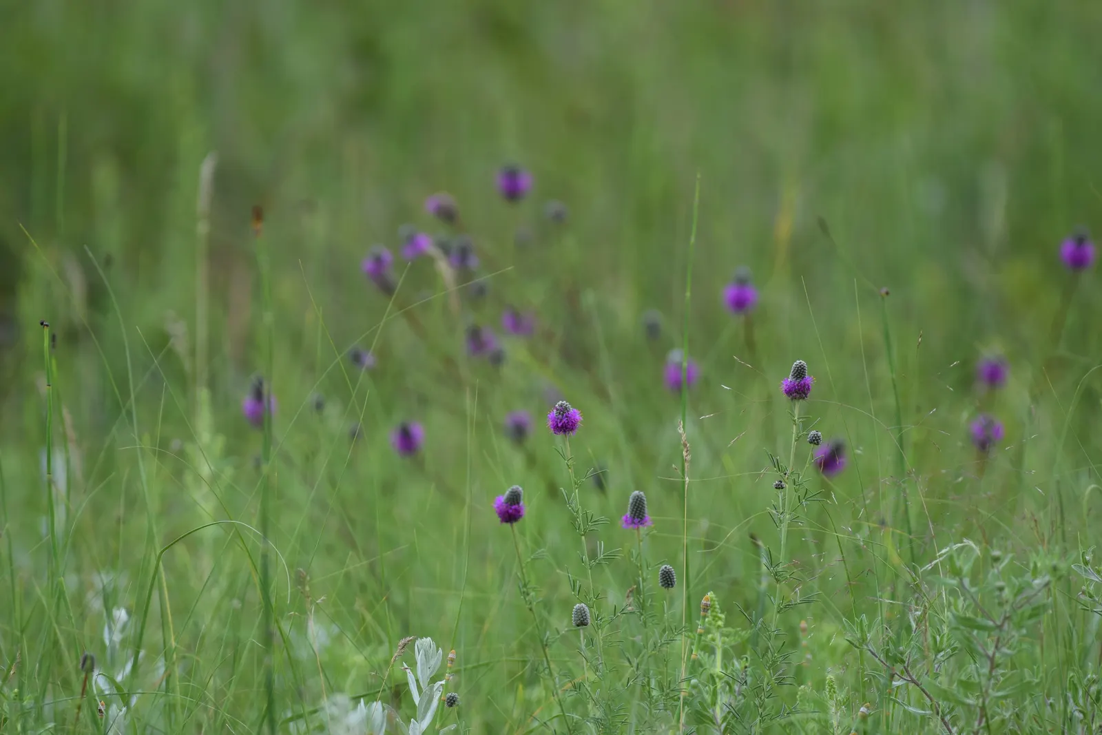 Purple Prairie Clover (Dalea Purpurea) — This deep-rooted legume is also valued for its ability to fix nitrogen in the soil; shrub with purple blooms