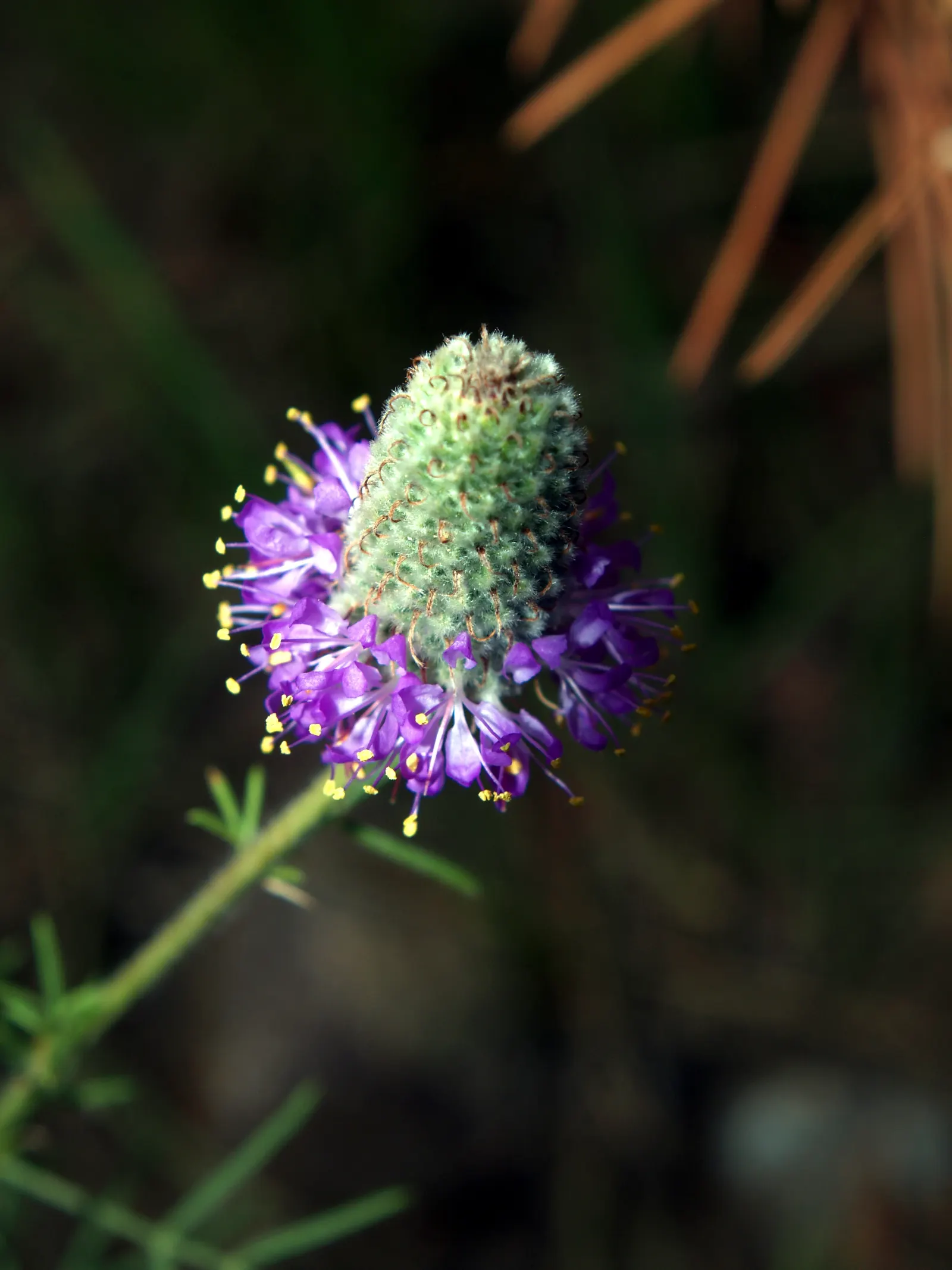 Purple Prairie Clover (Dalea Purpurea) — to allow sufficient room for maturity.<br><br>In terms of care