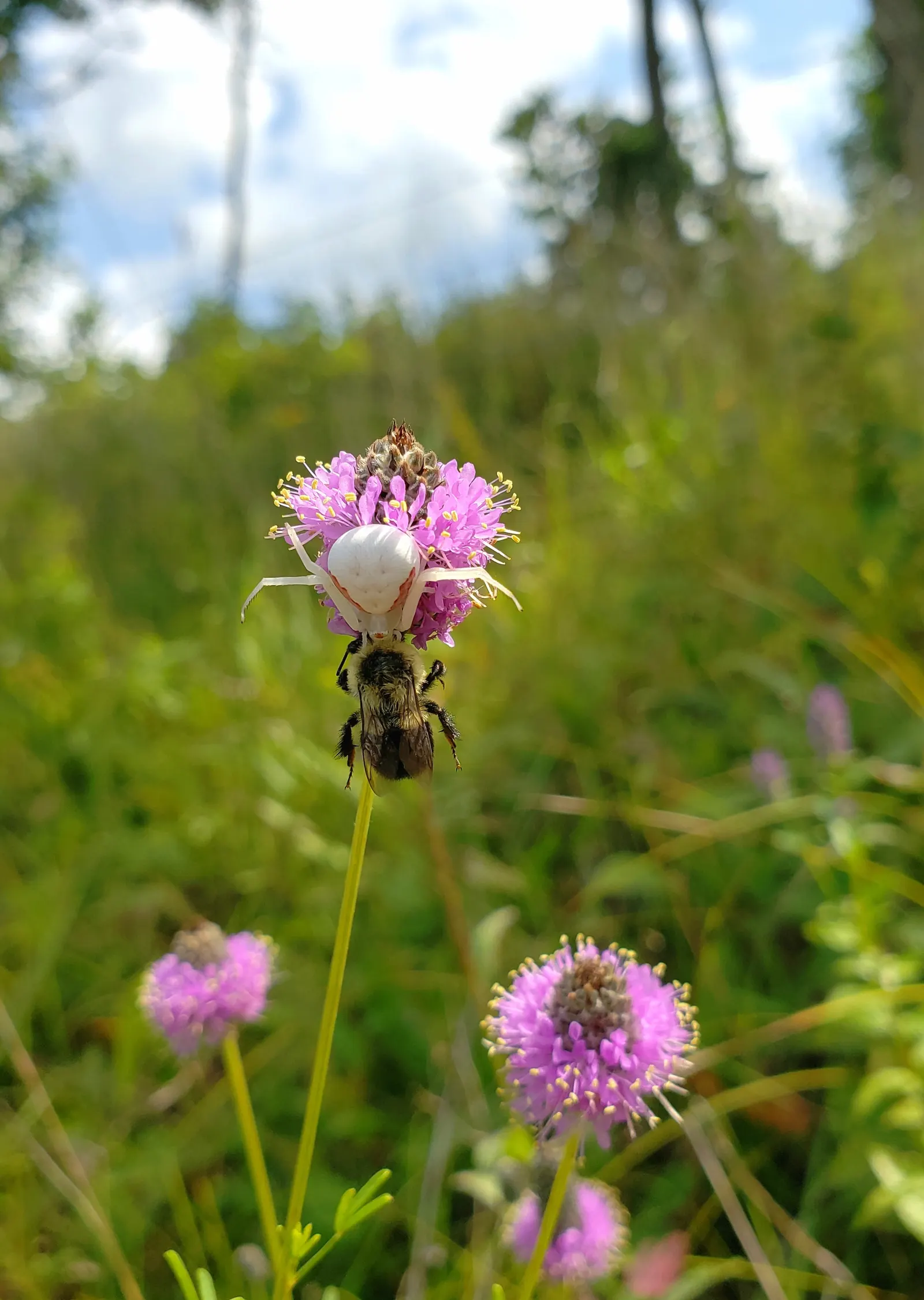 Purple Prairie Clover (Dalea Purpurea) — enriching the earth and improving the health of neighboring plants.<br><br>Hardy in USDA zones 3 to 8