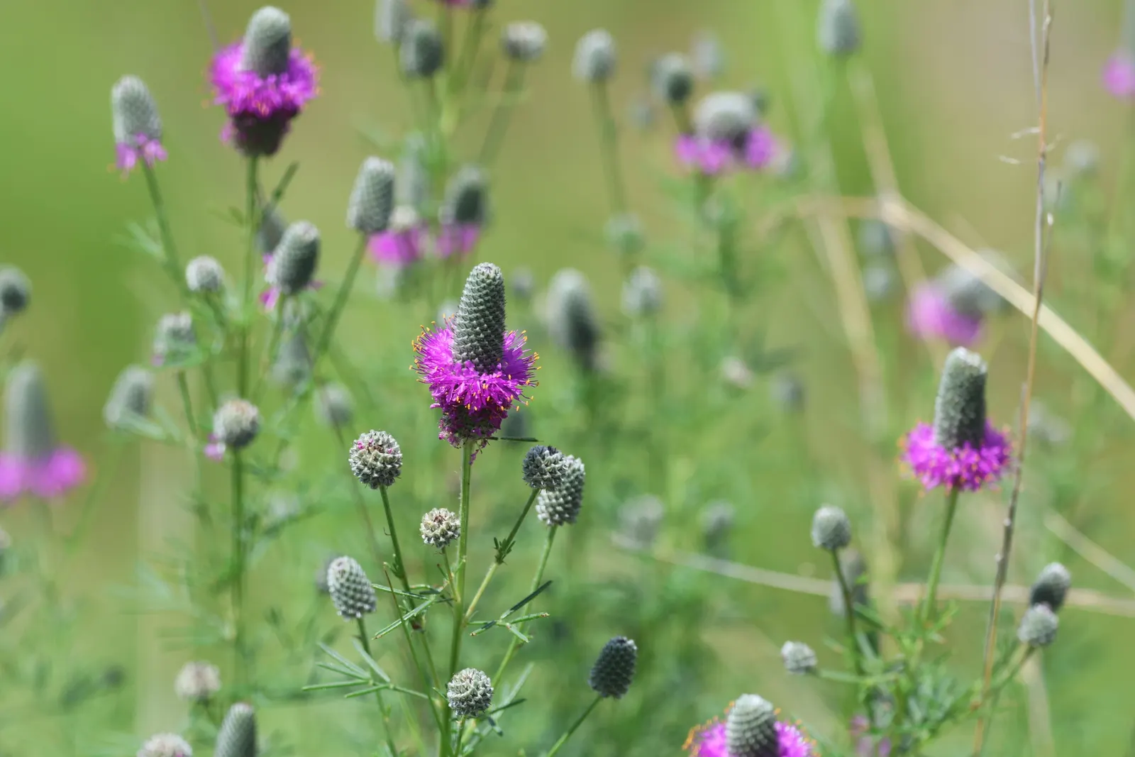 Purple Prairie Clover (Dalea Purpurea) — consider groupings or mass plantings for a dramatic visual impact