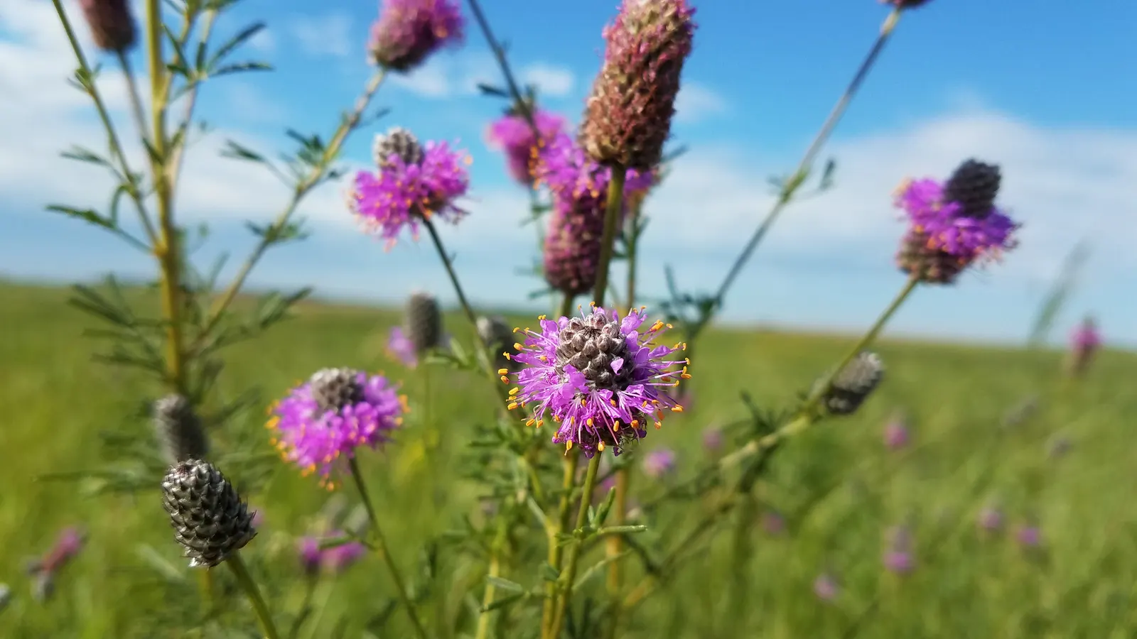 Purple Prairie Clover (Dalea Purpurea) — with no significant pest or disease issues