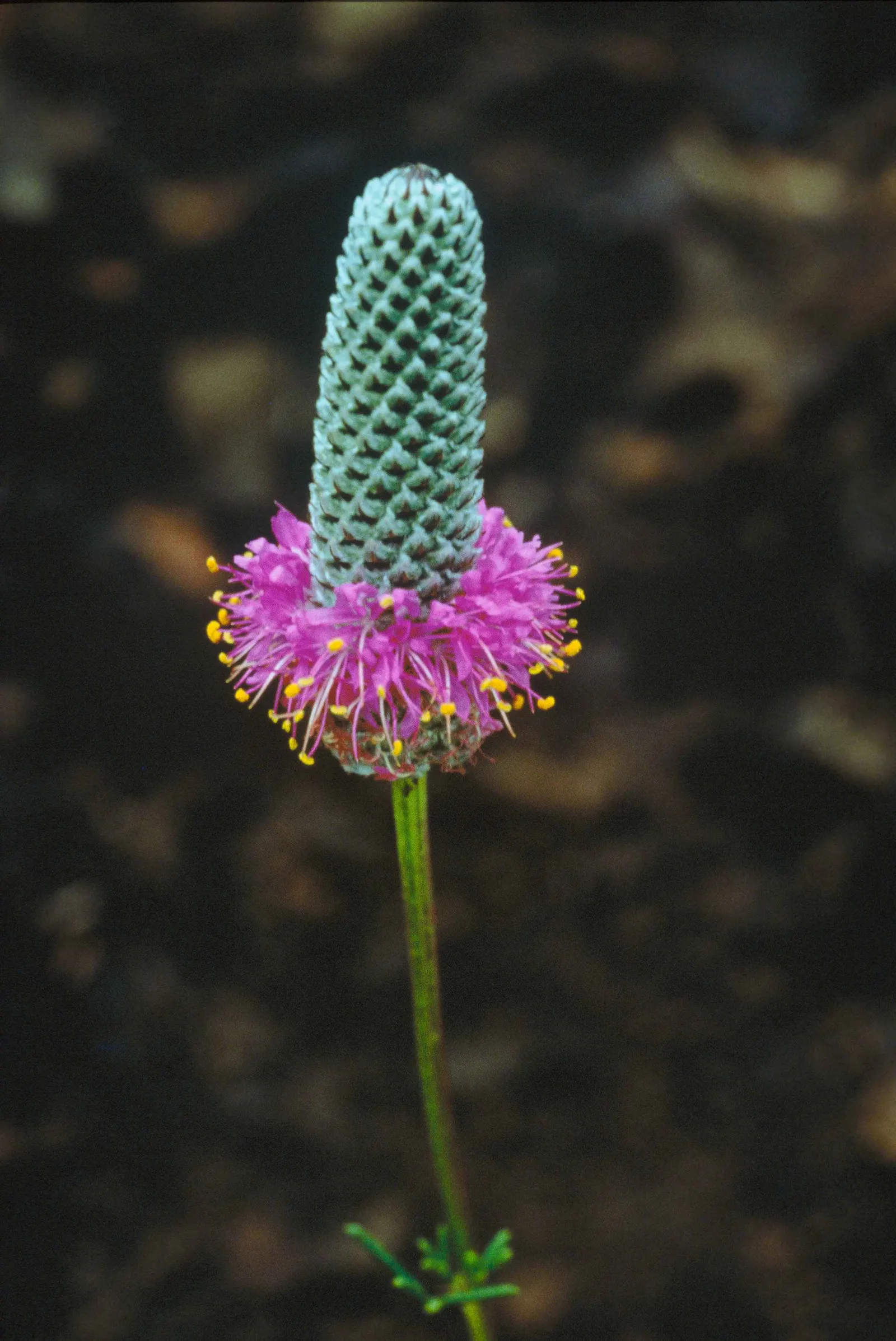 Purple Prairie Clover (Dalea Purpurea) — this clover thrives in full sun and is well-adapted to dry; enriching the earth and improving the health of