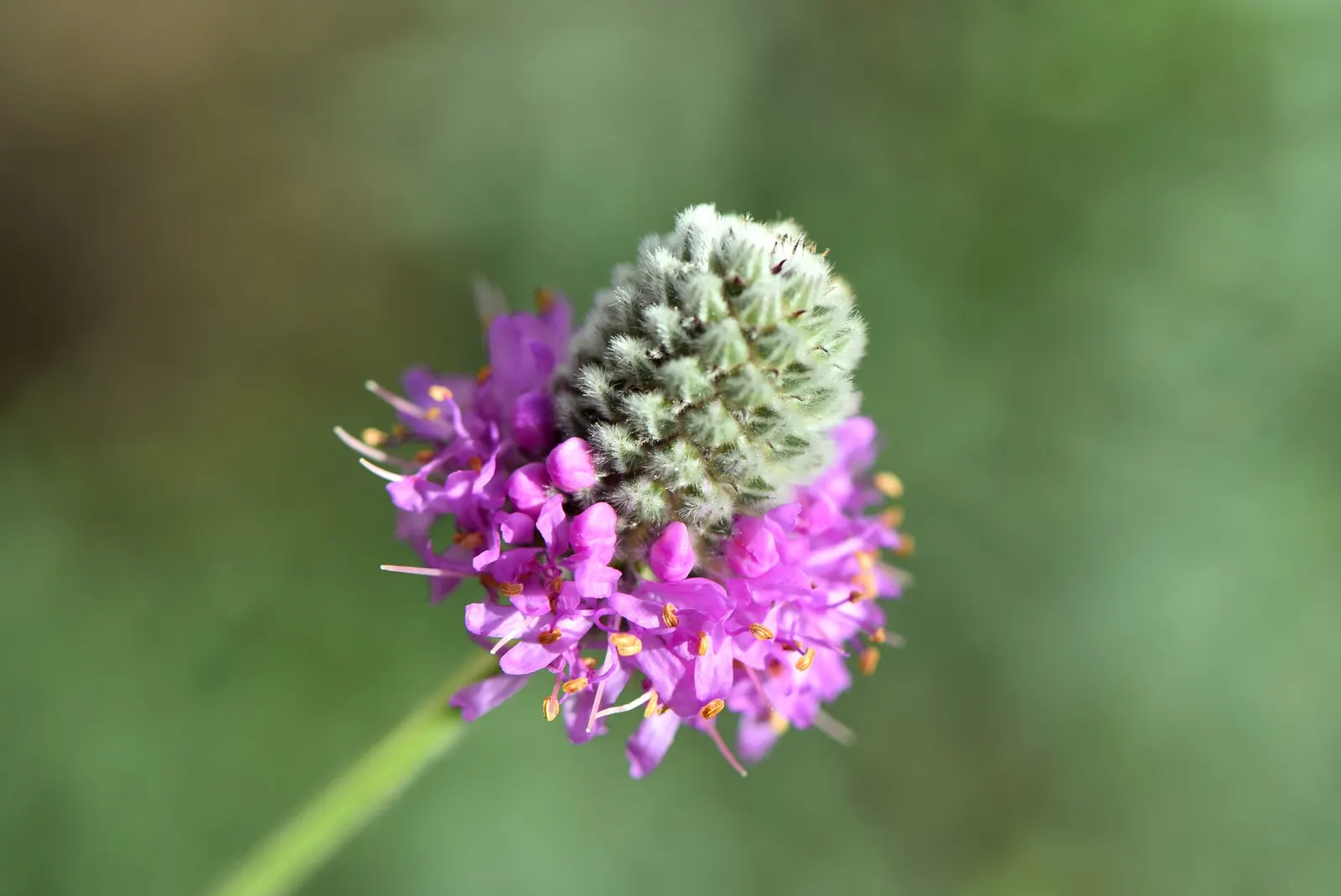 Purple Prairie Clover (Dalea Purpurea) — cone-shaped blooms in radiant purple