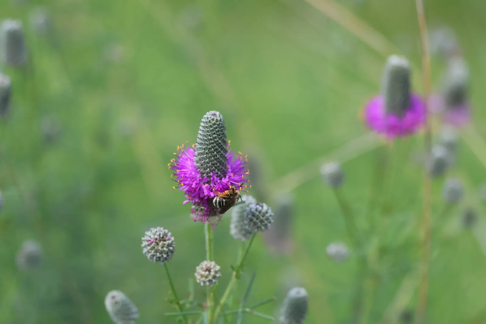 Purple Prairie Clover (Dalea Purpurea) — cone-shaped blooms in radiant purple; with a spread of approximately 0.5 to 1 feet